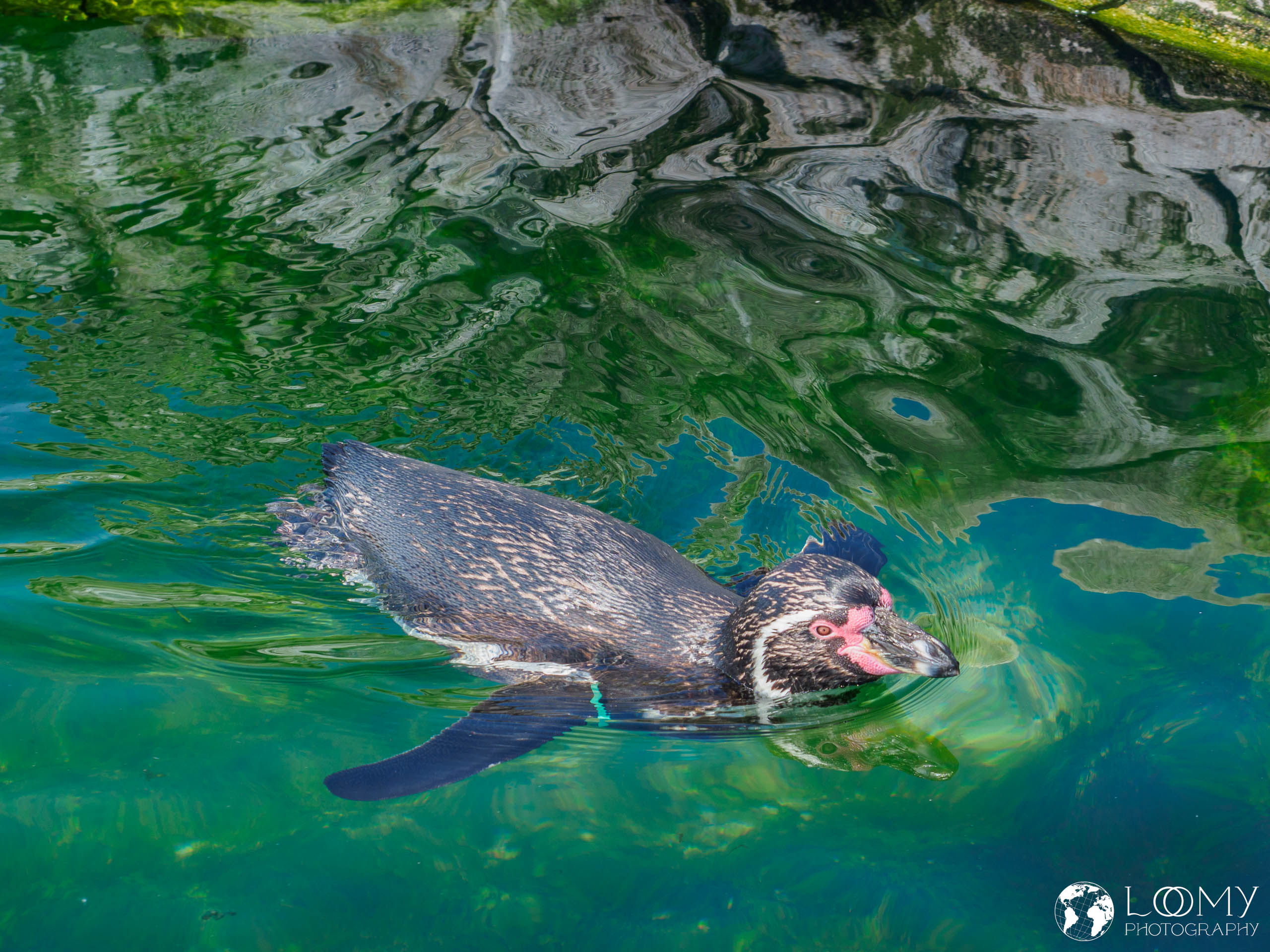 Pinguin