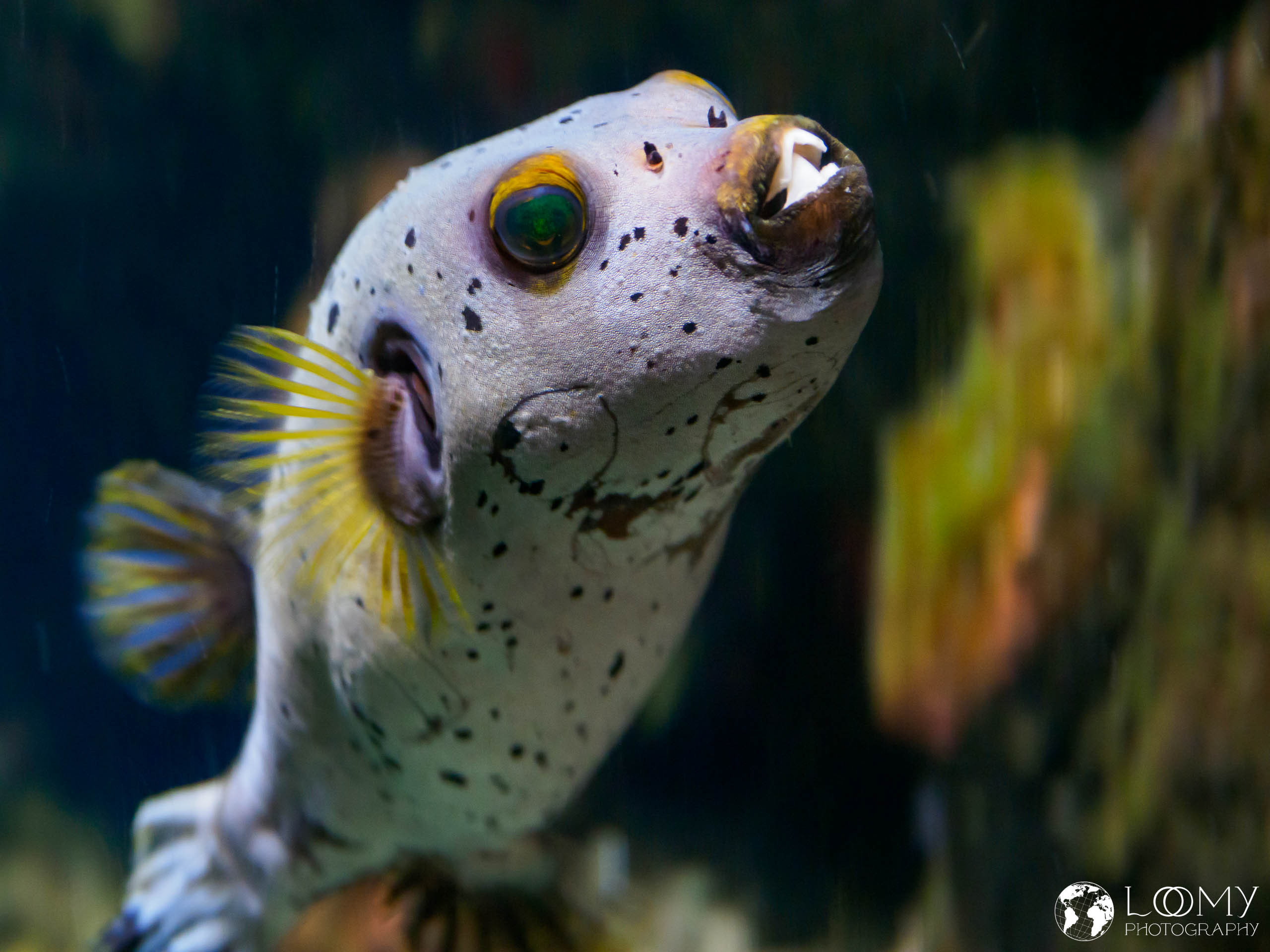 Kugelfisch