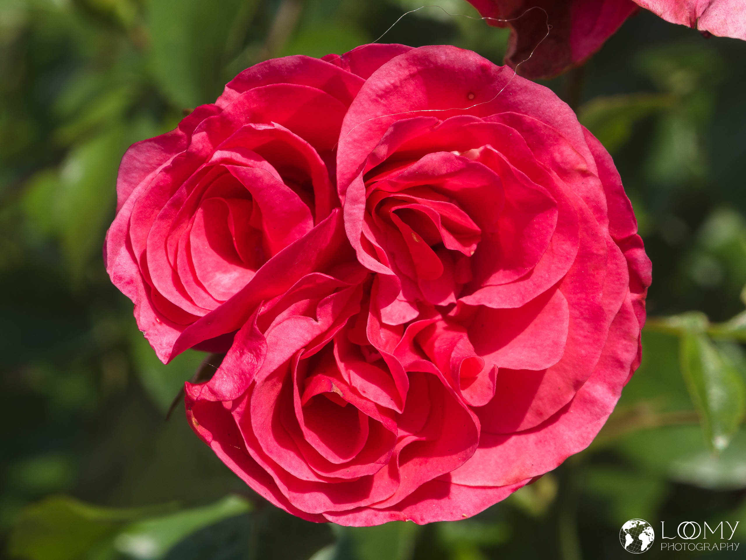 Strauchrose "Elveshörn"