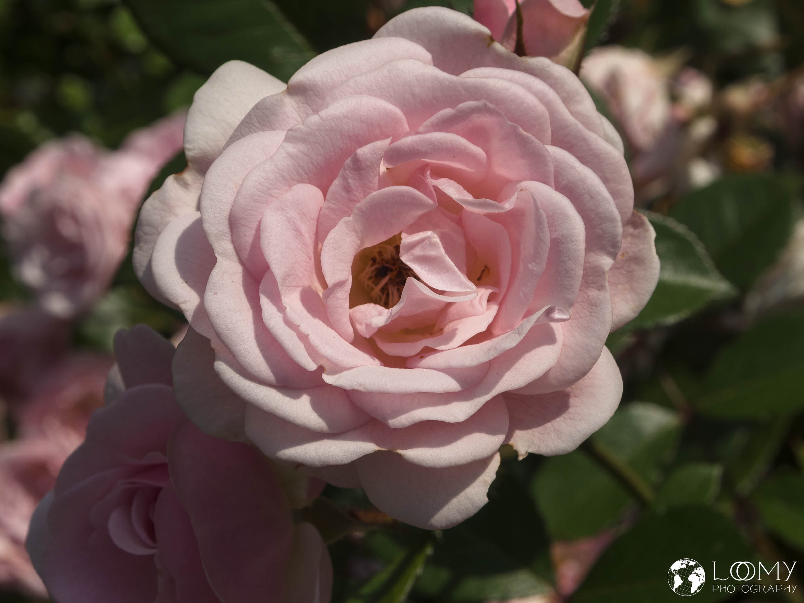 Tee-Hybrid rose "Sweetheart"