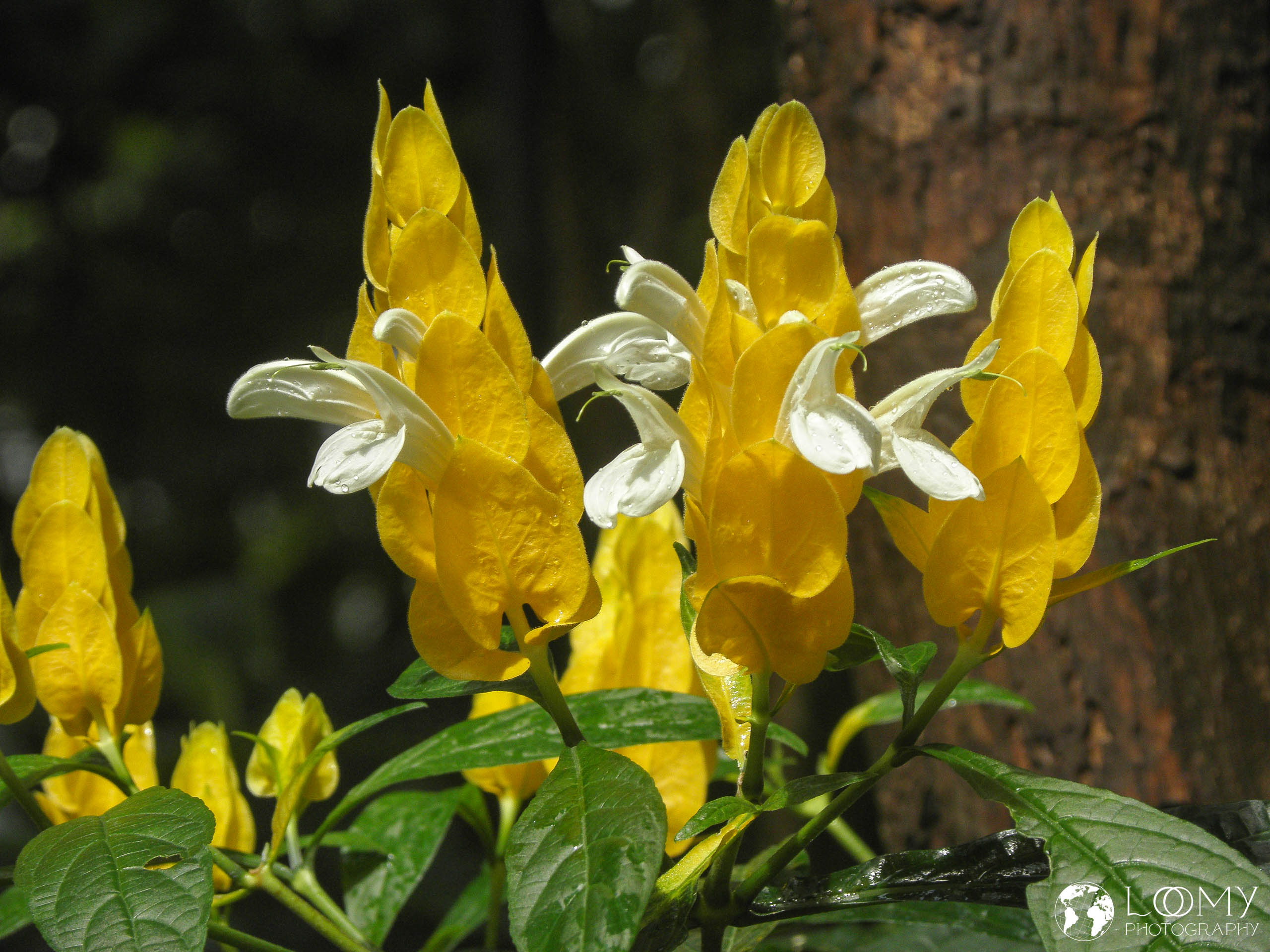 Planten un Blomen