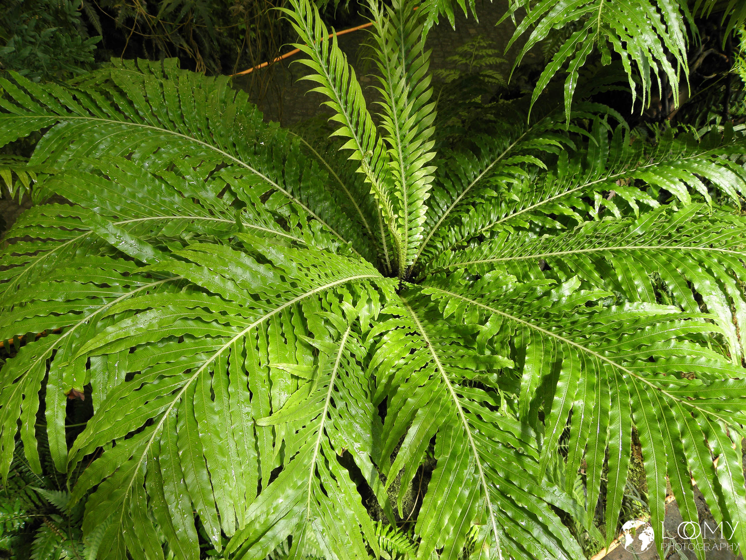 Planten un Blomen