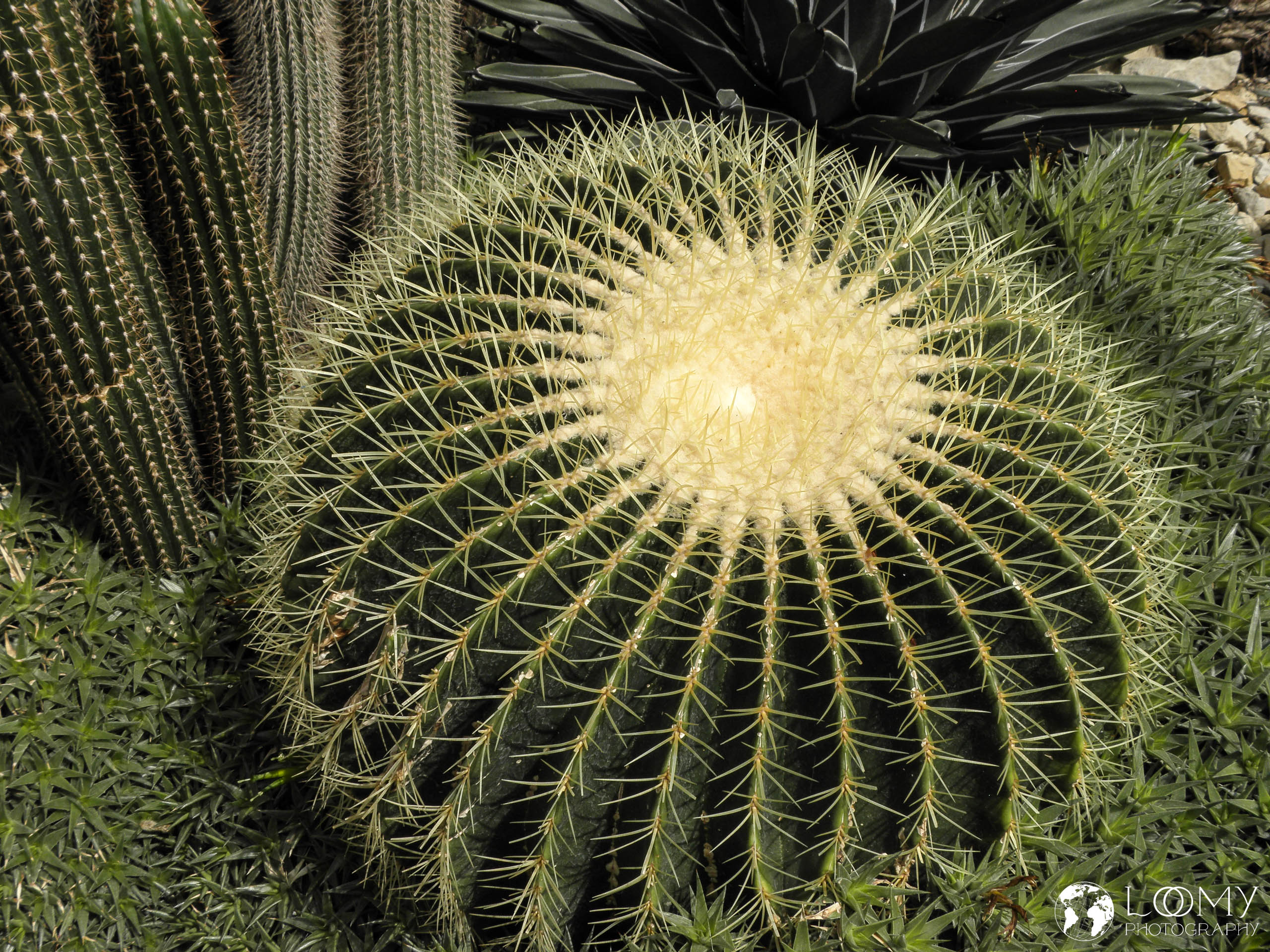 Planten un Blomen