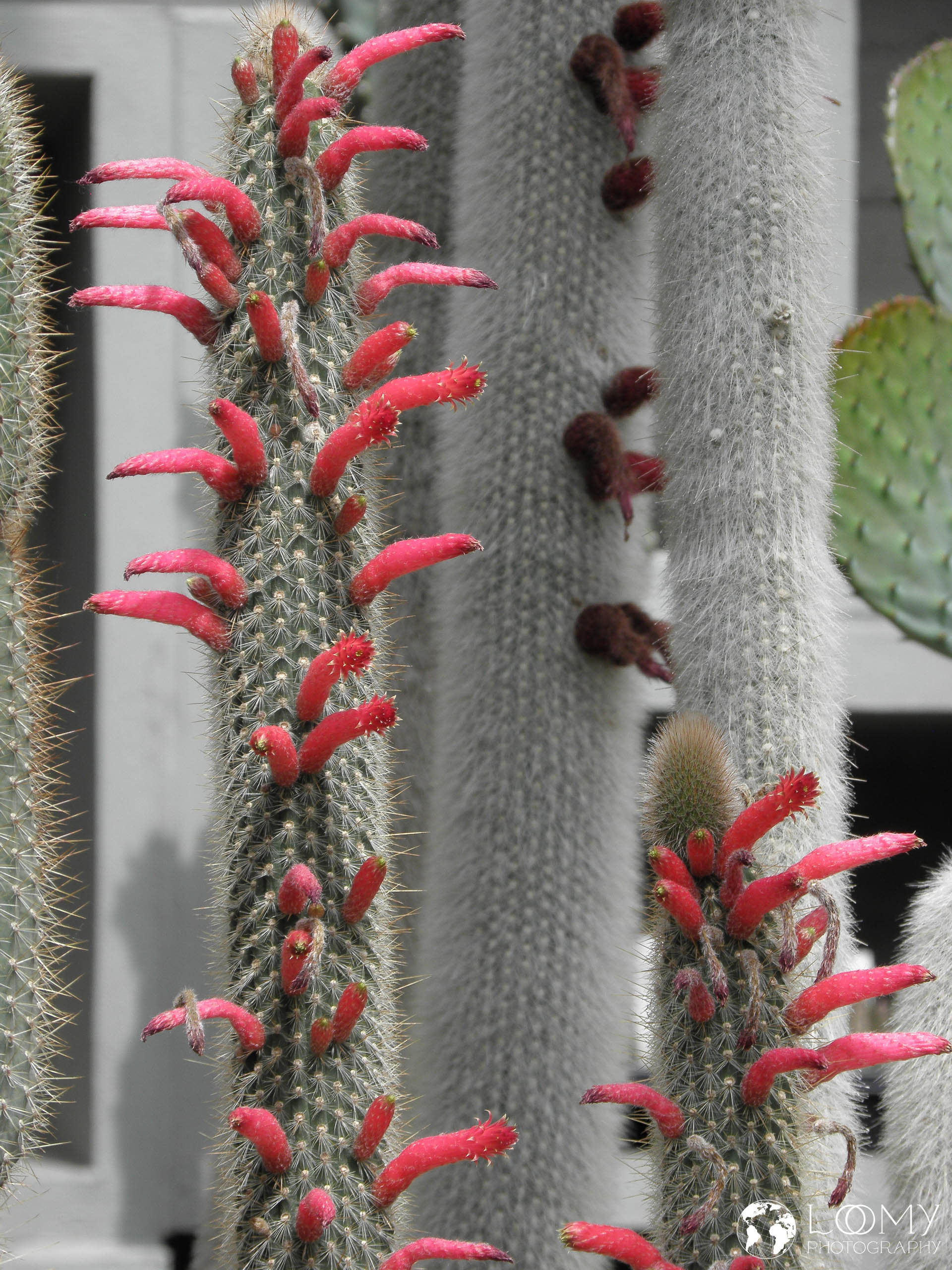 Planten un Blomen