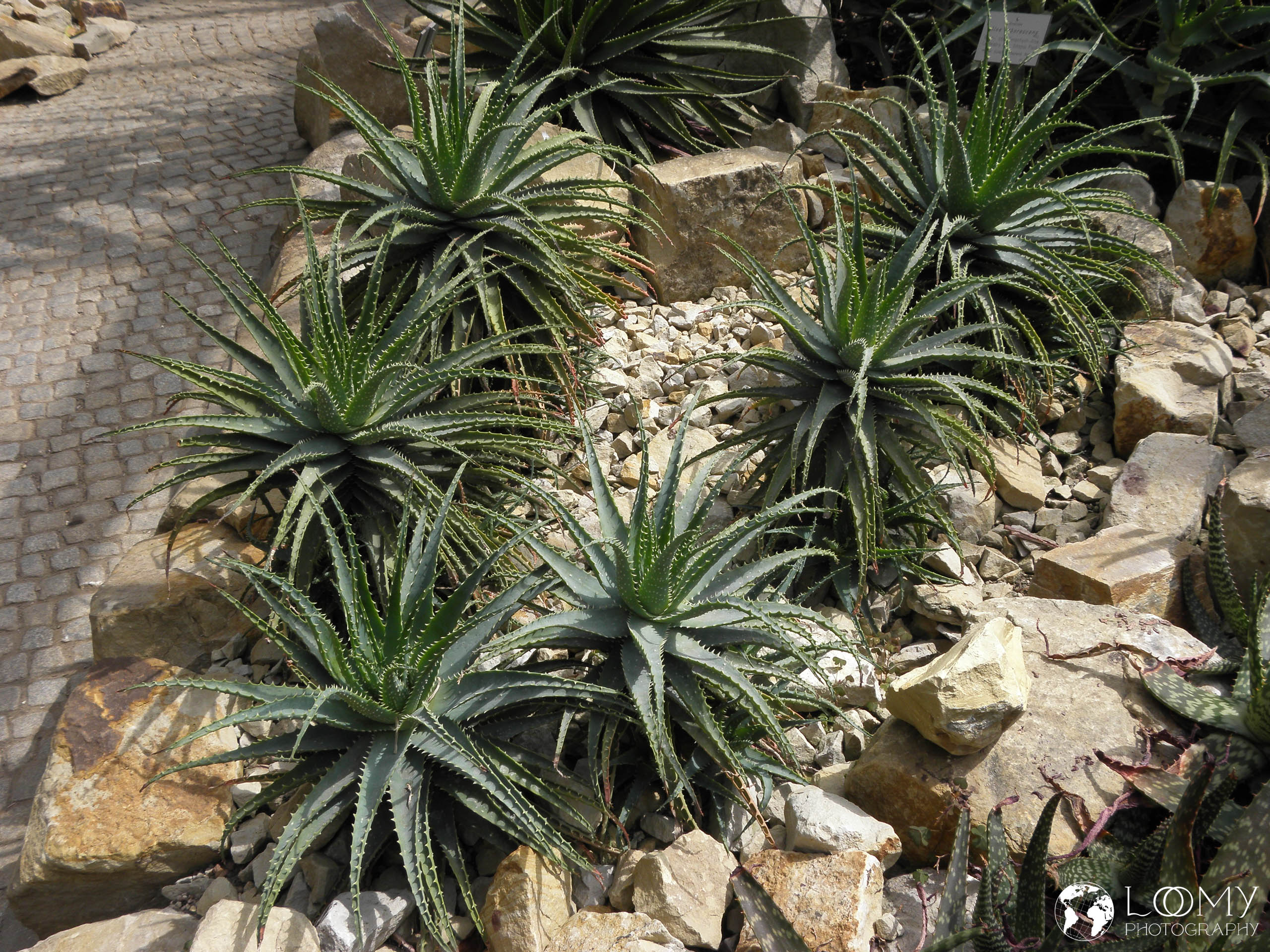 Planten un Blomen