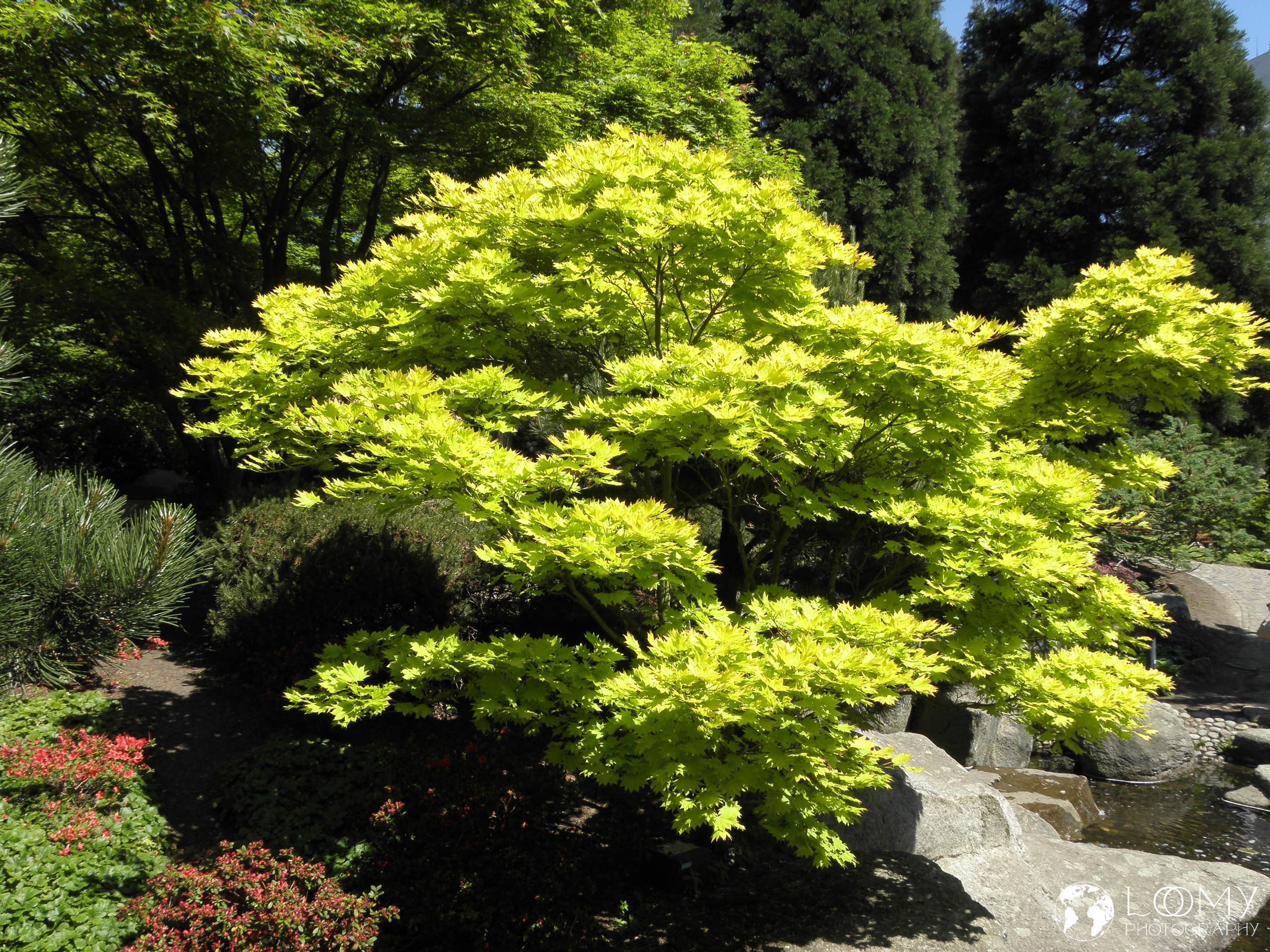 Planten un Blomen