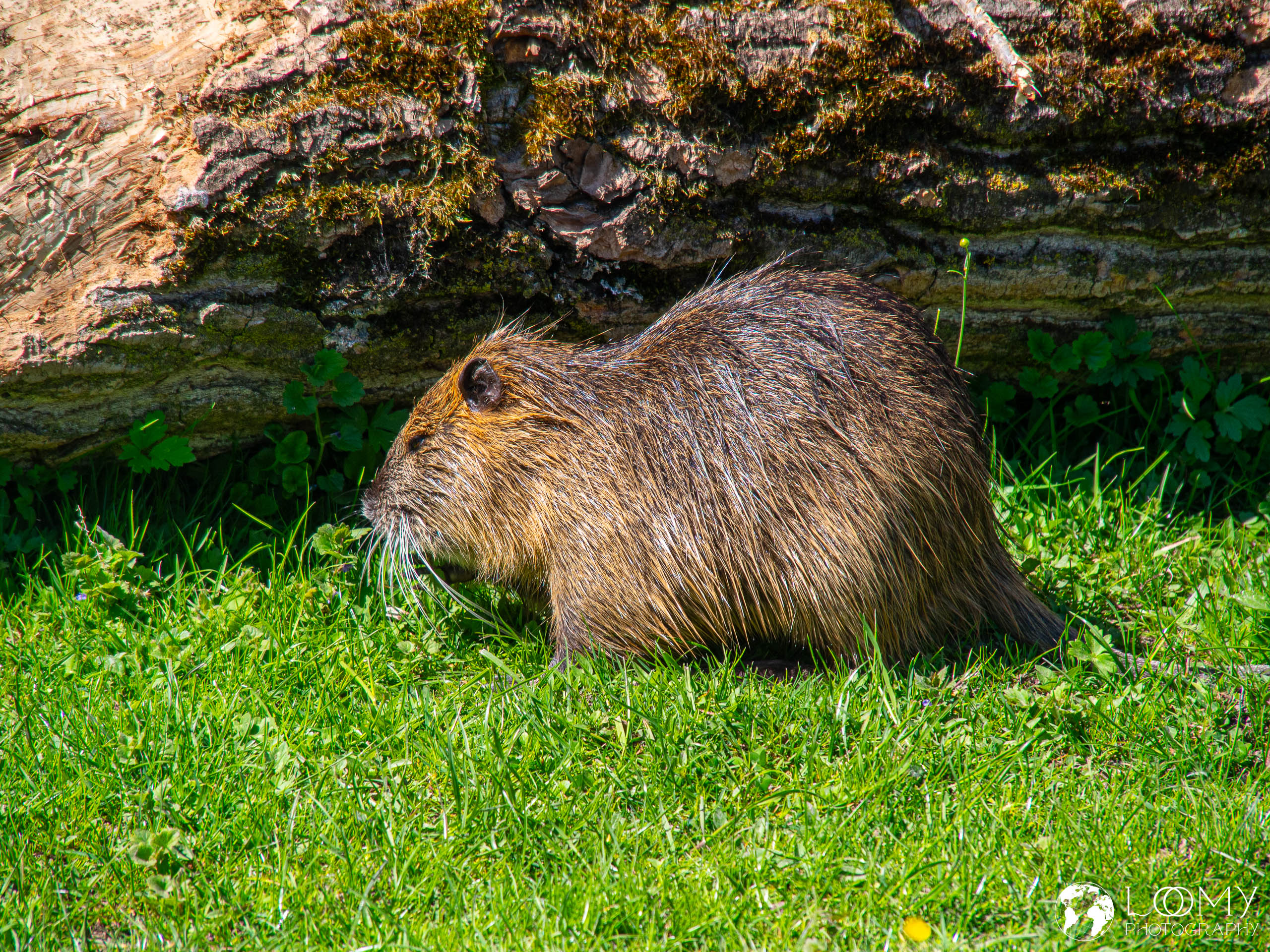 Nutria (Sumpfbiber)