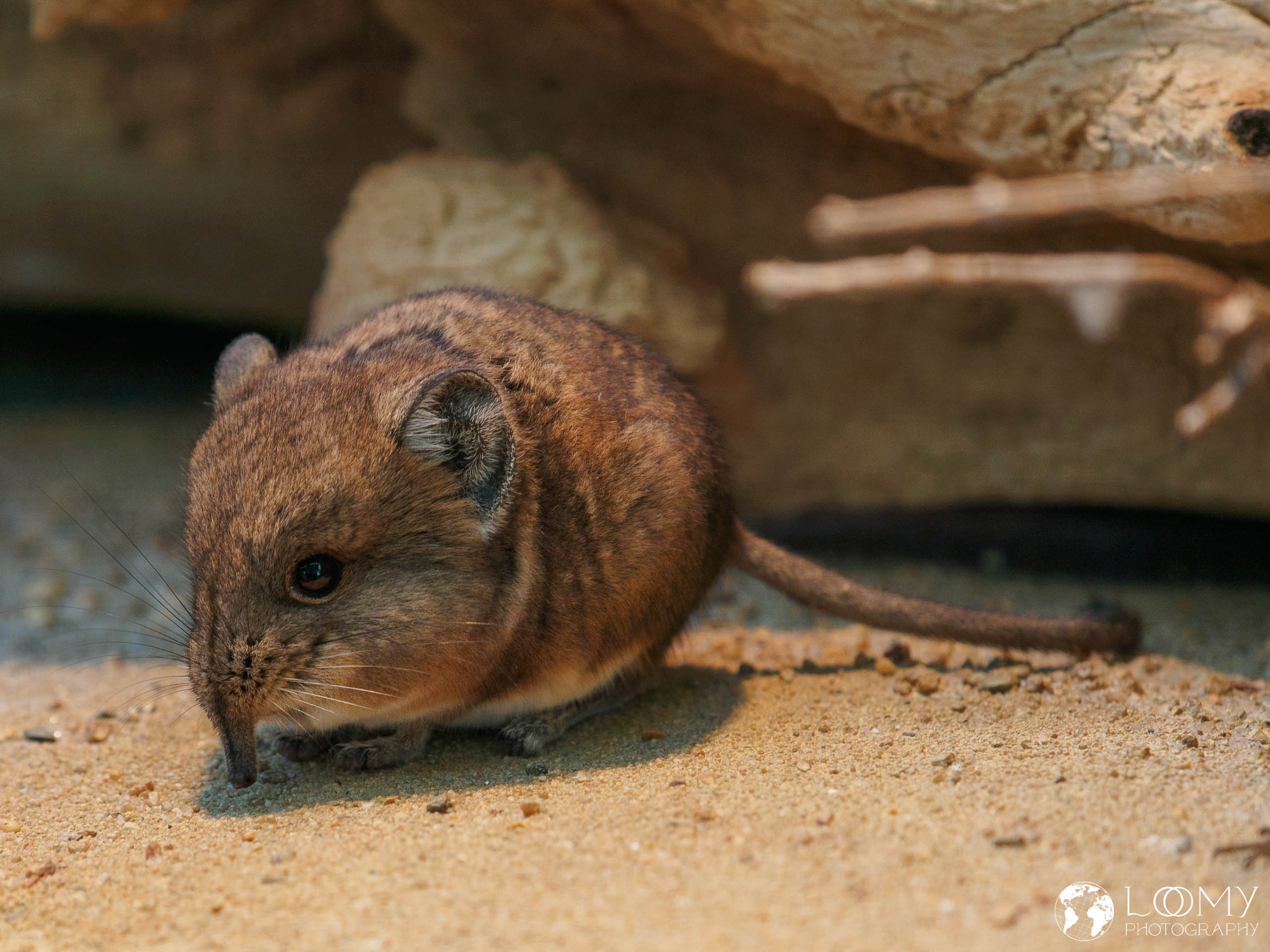 Kurzohr-Rüsselspringer