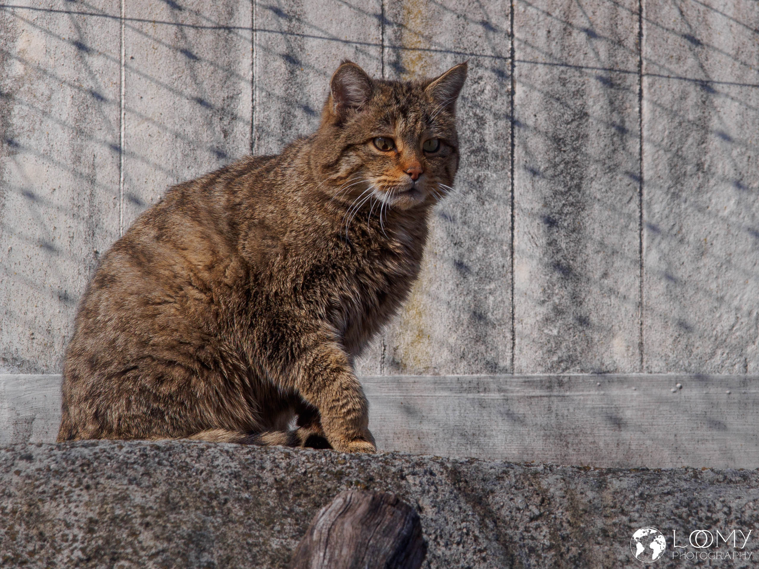 Europäische Wildkatze