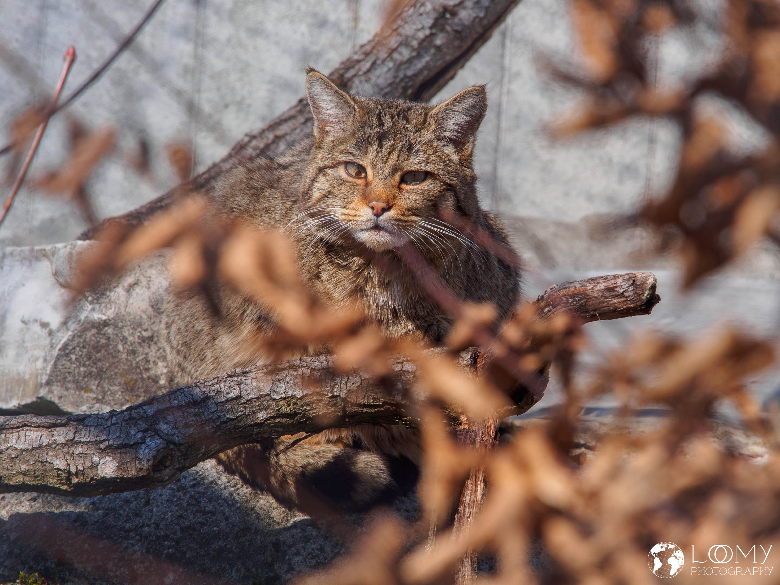 Europäische Wildkatze