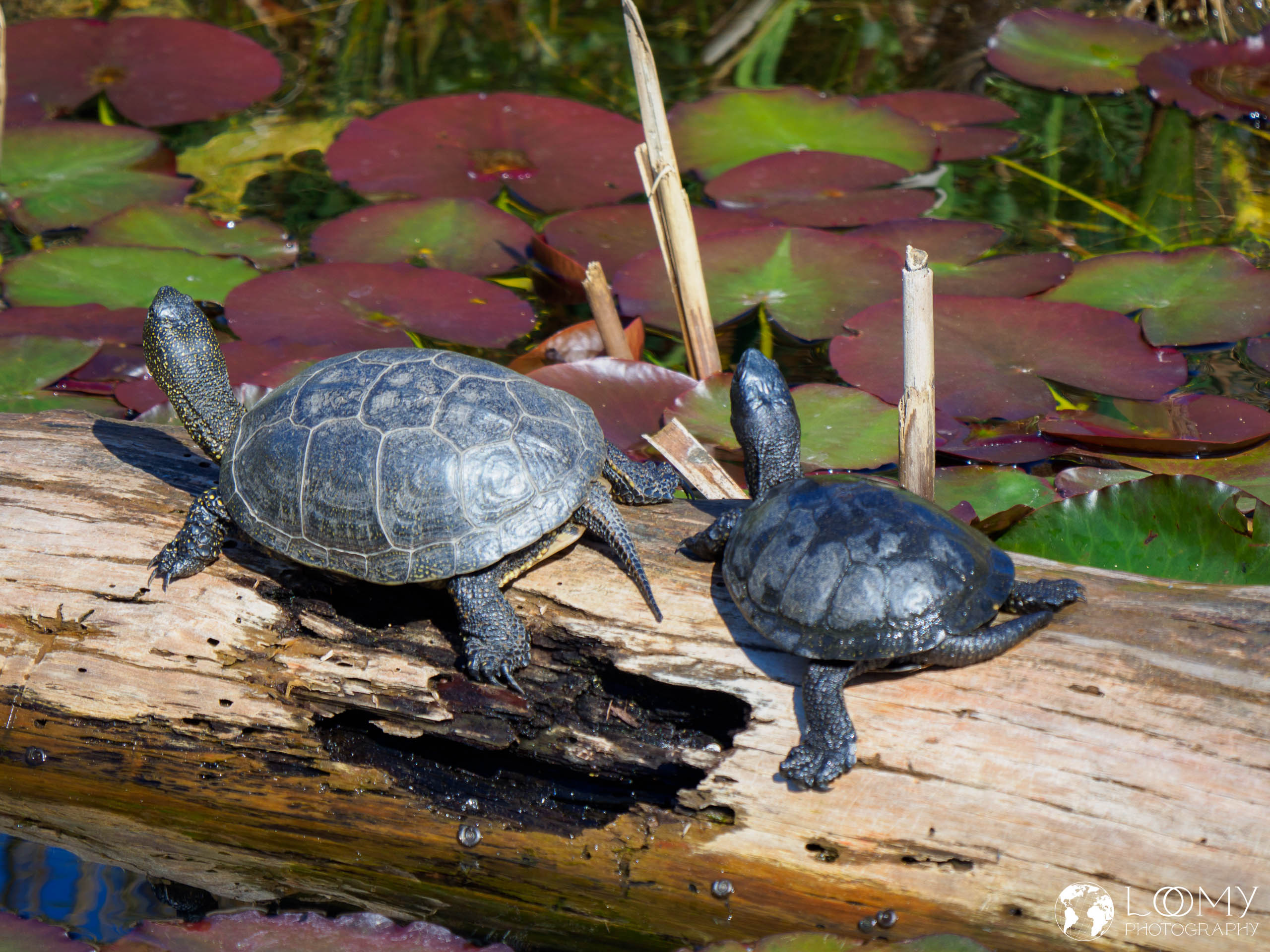 Europäische Sumpfschildkröte