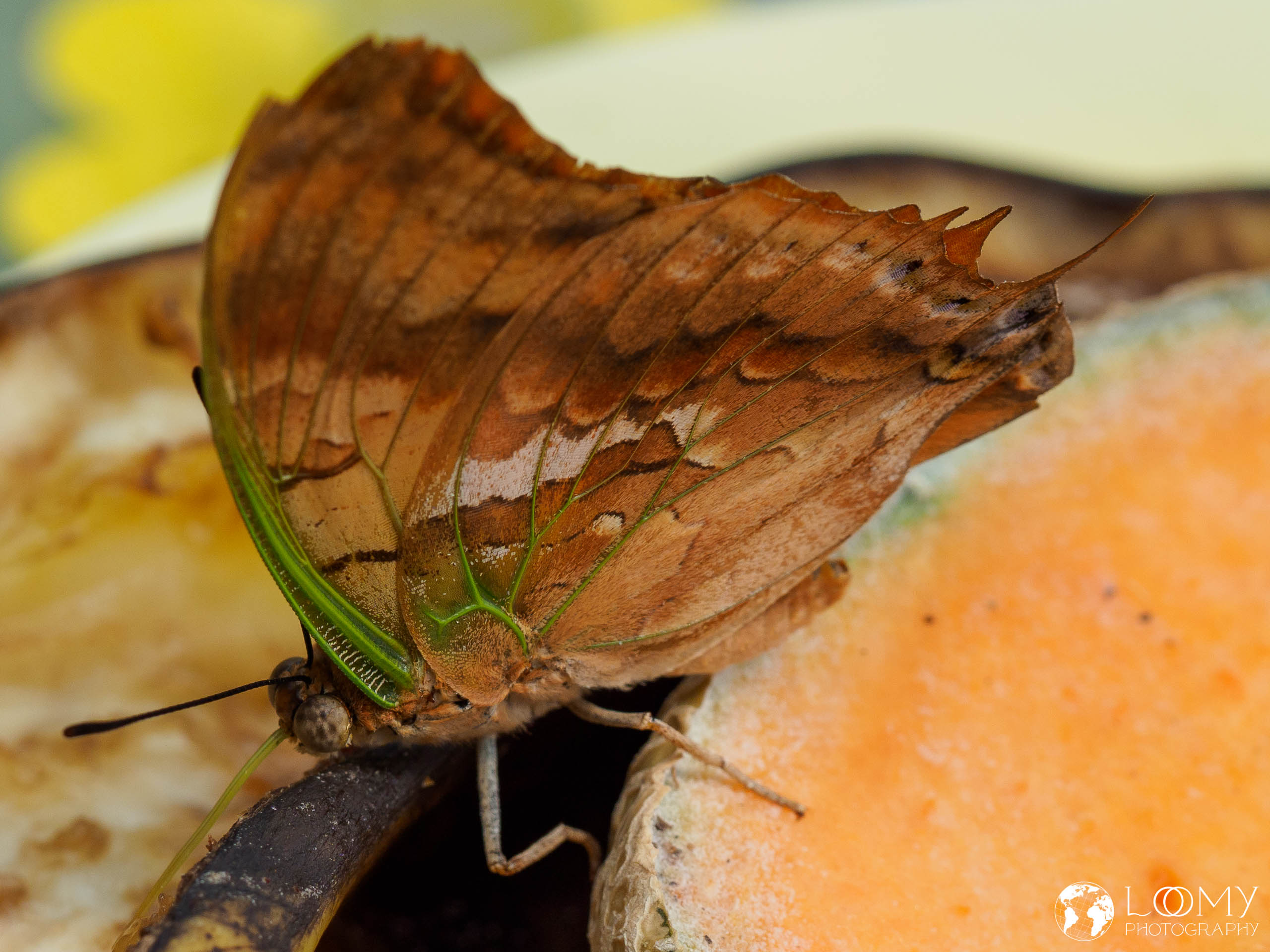 Blaugefleckter Charaxes (?)