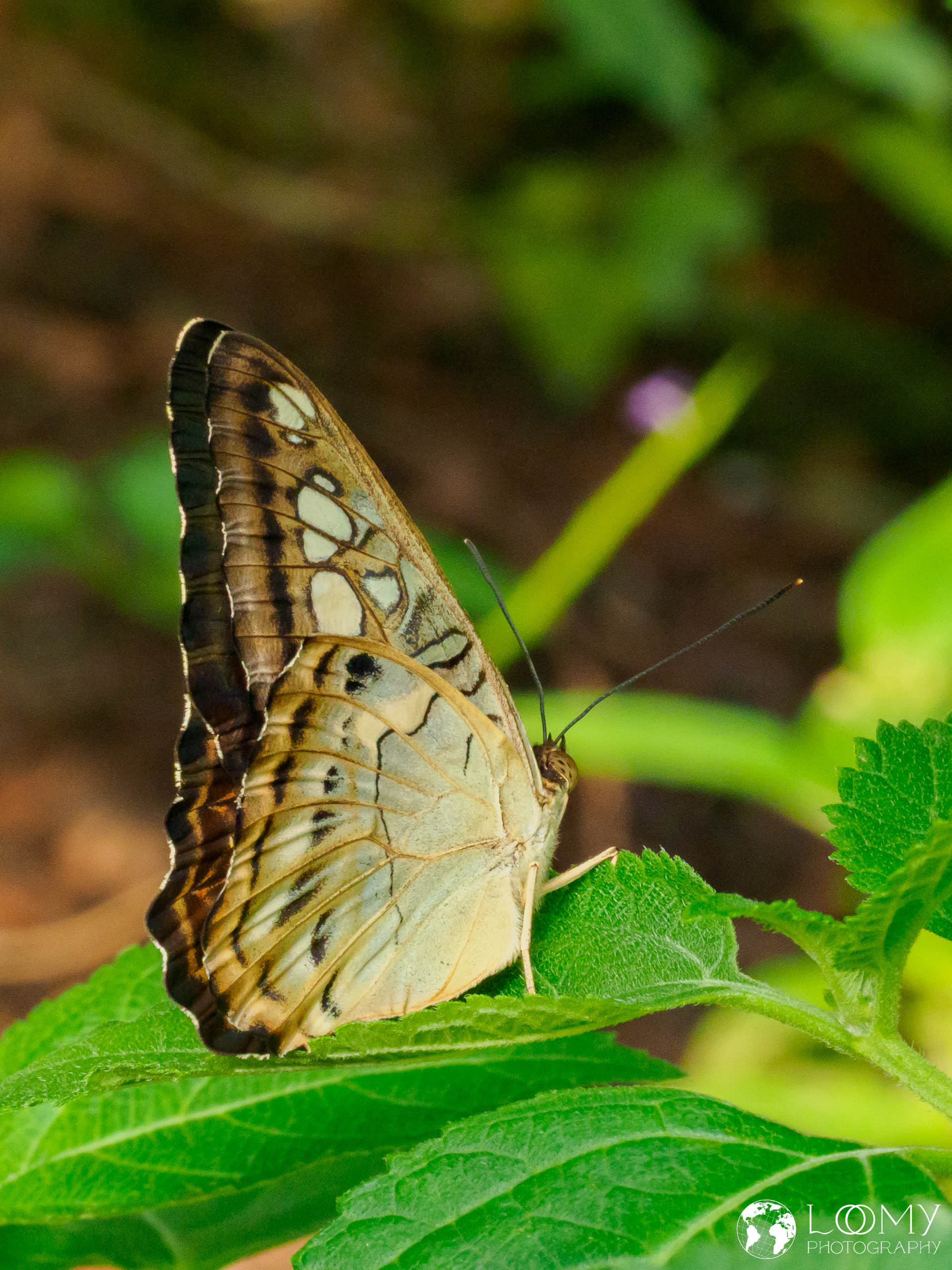 Blauer Segler