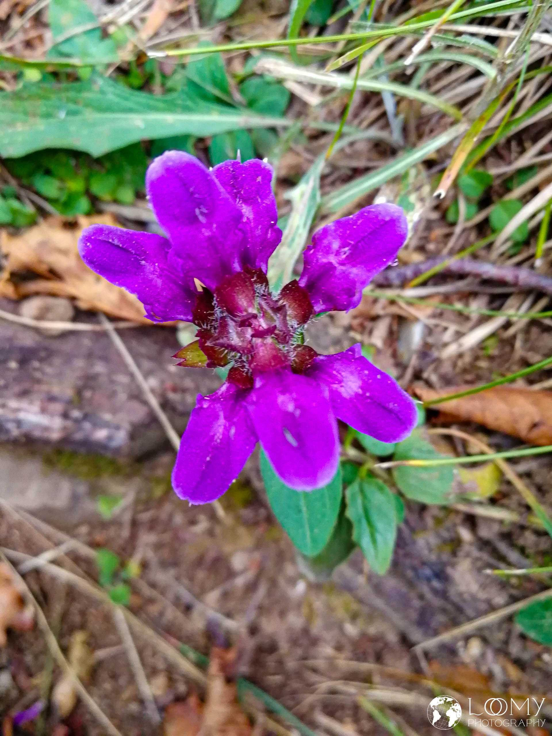Grossblütige Braunelle