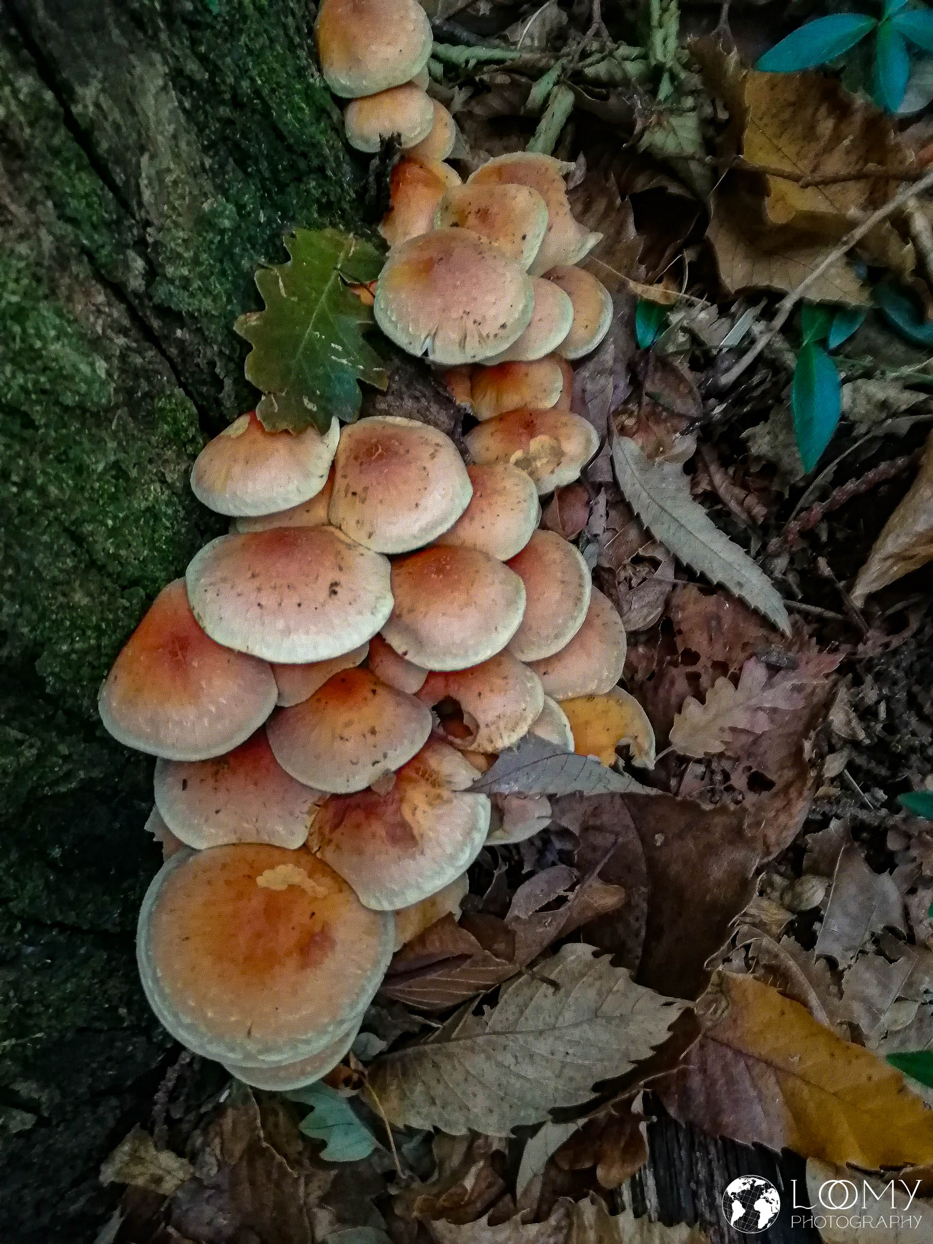 Grünblättrige Schwefelkopf