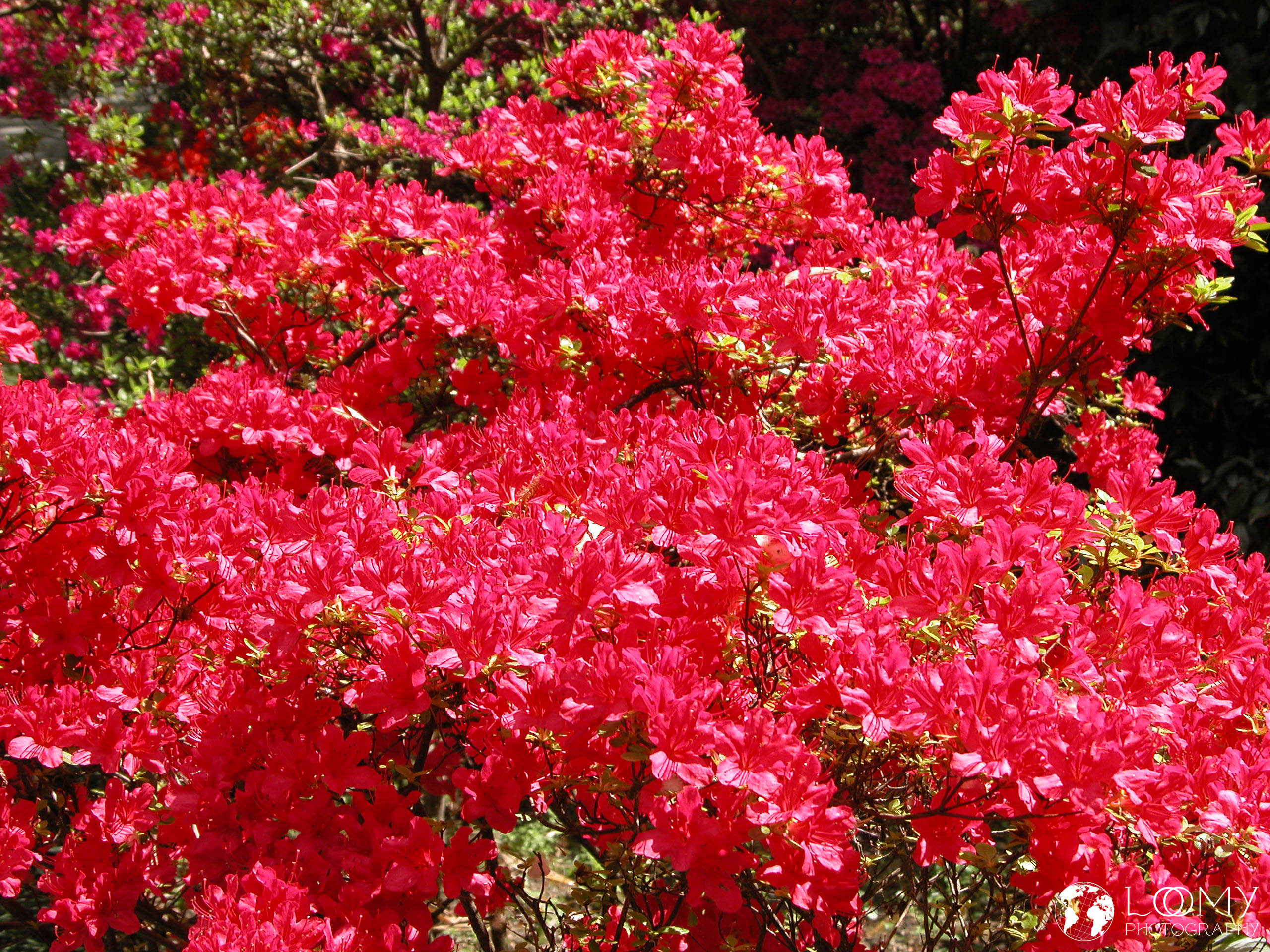 Botanischer Garten