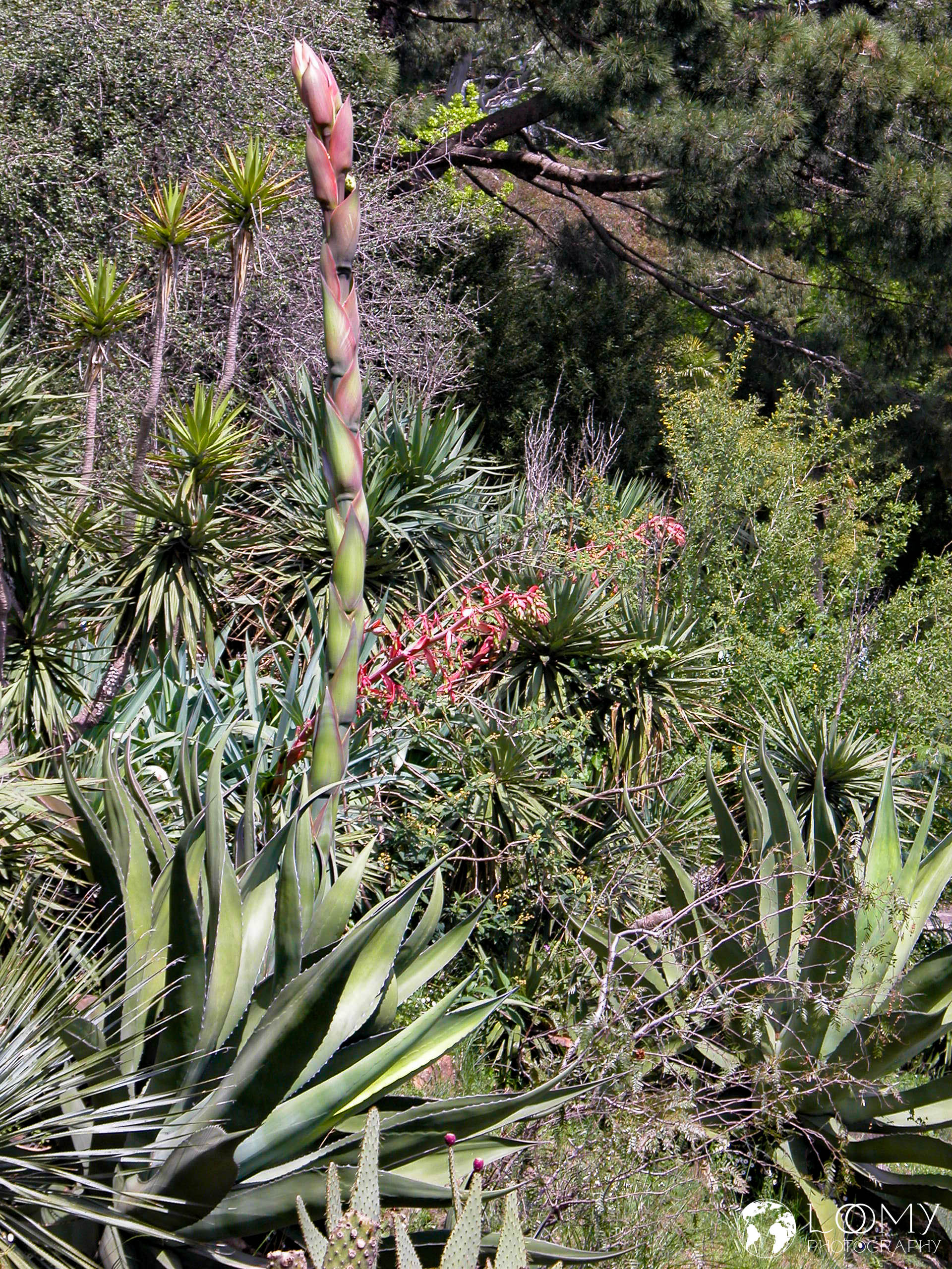 Botanischer Garten