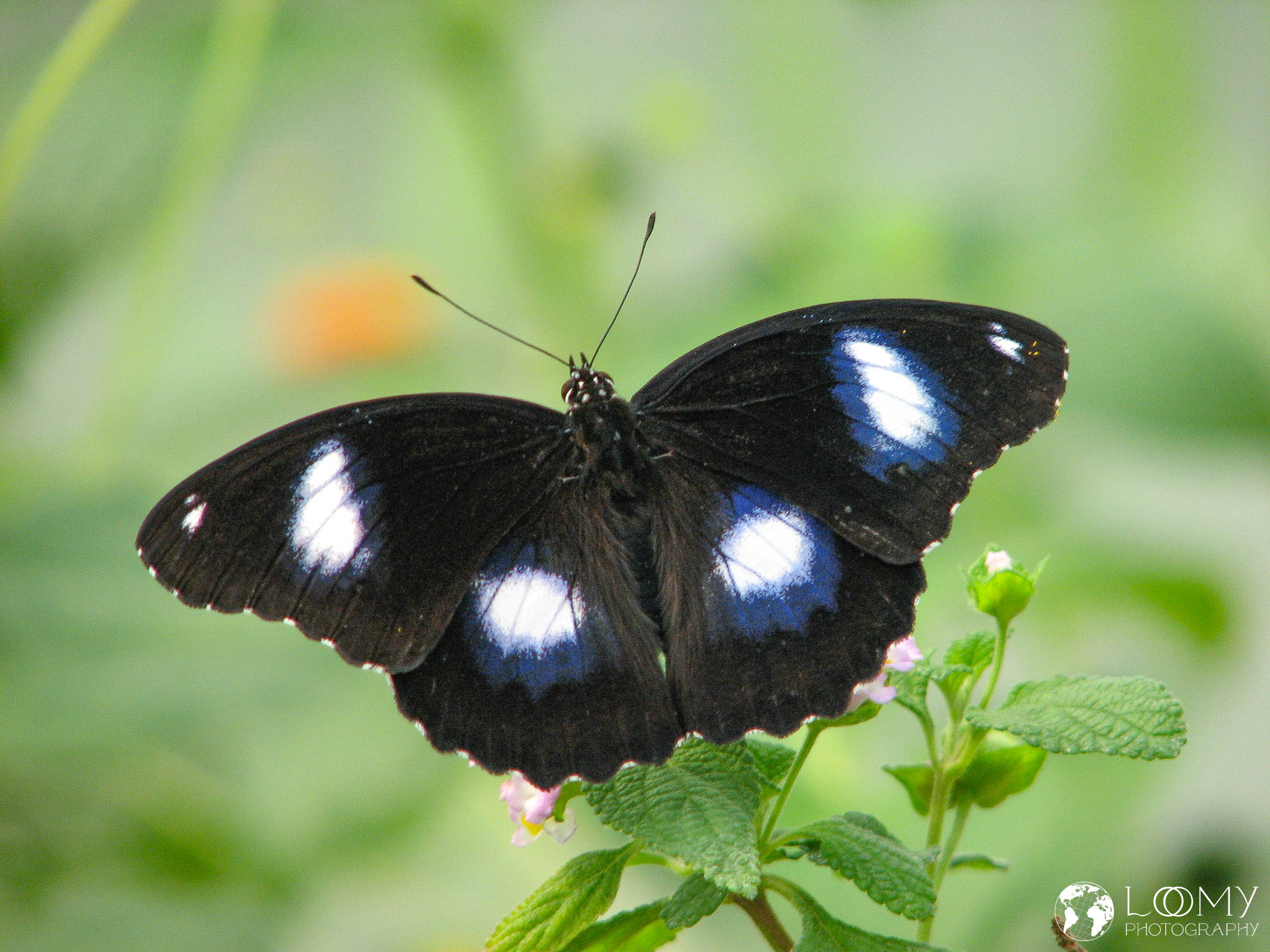 Grosse Eierfliege