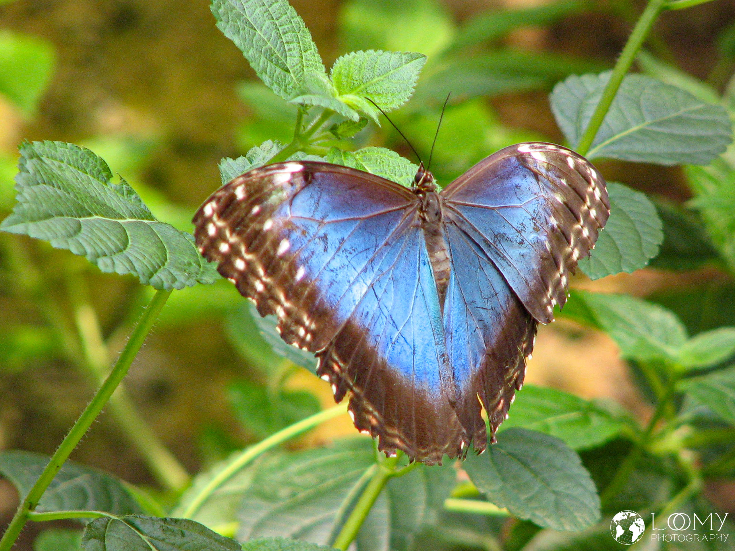 Blauer Morpho