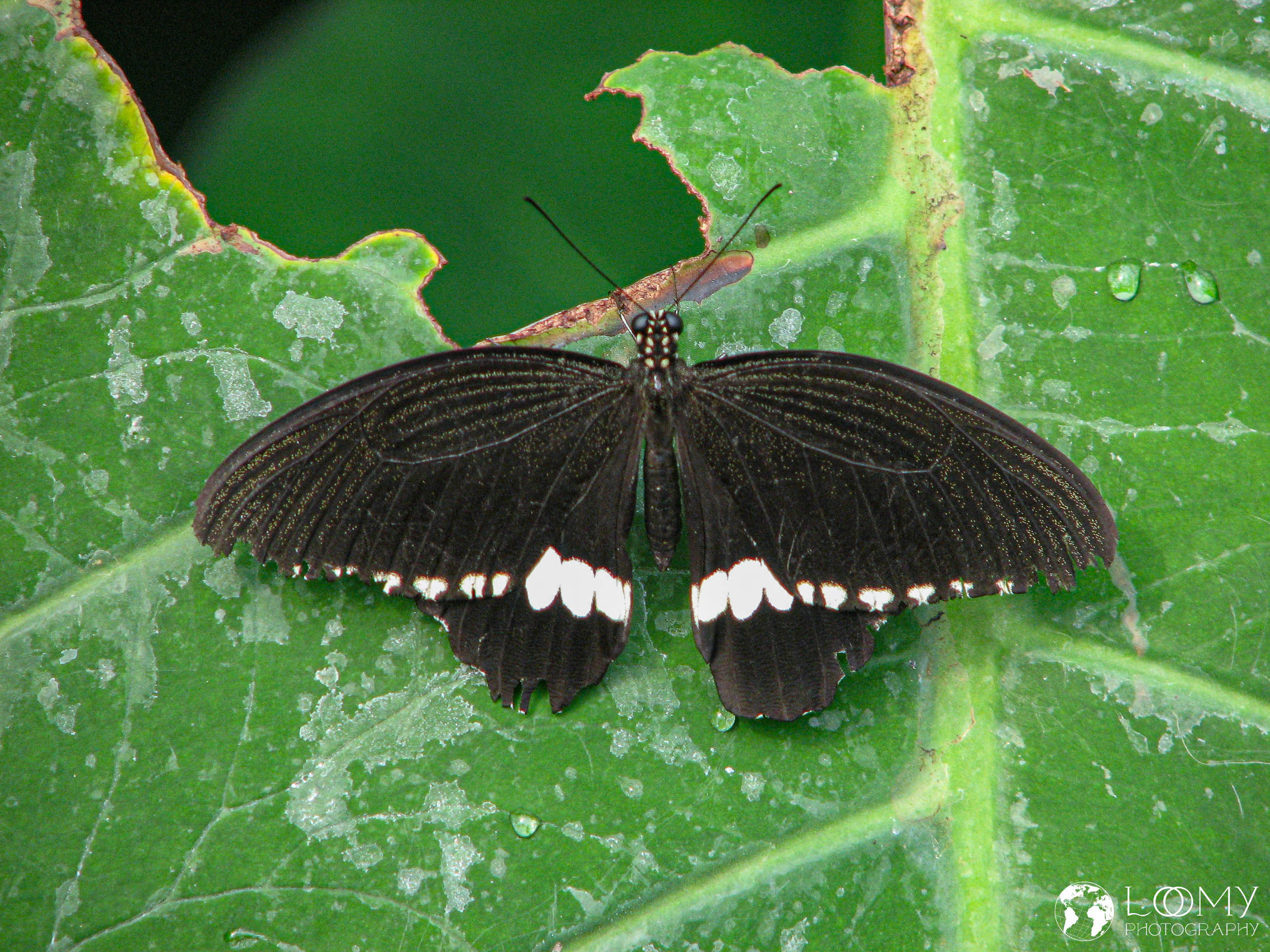 Gewöhnlicher Mormon