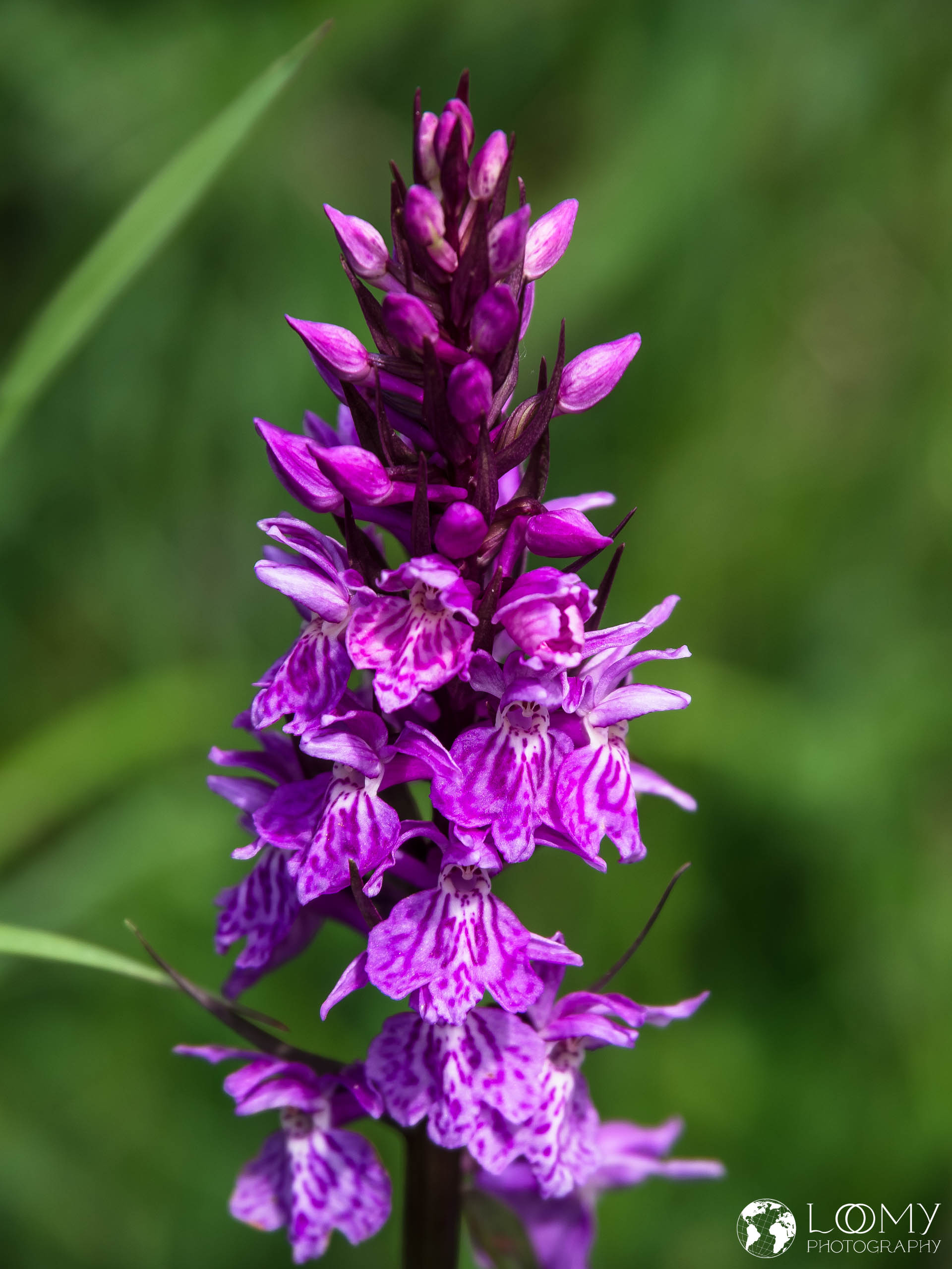 Geflecktes Knabenkraut