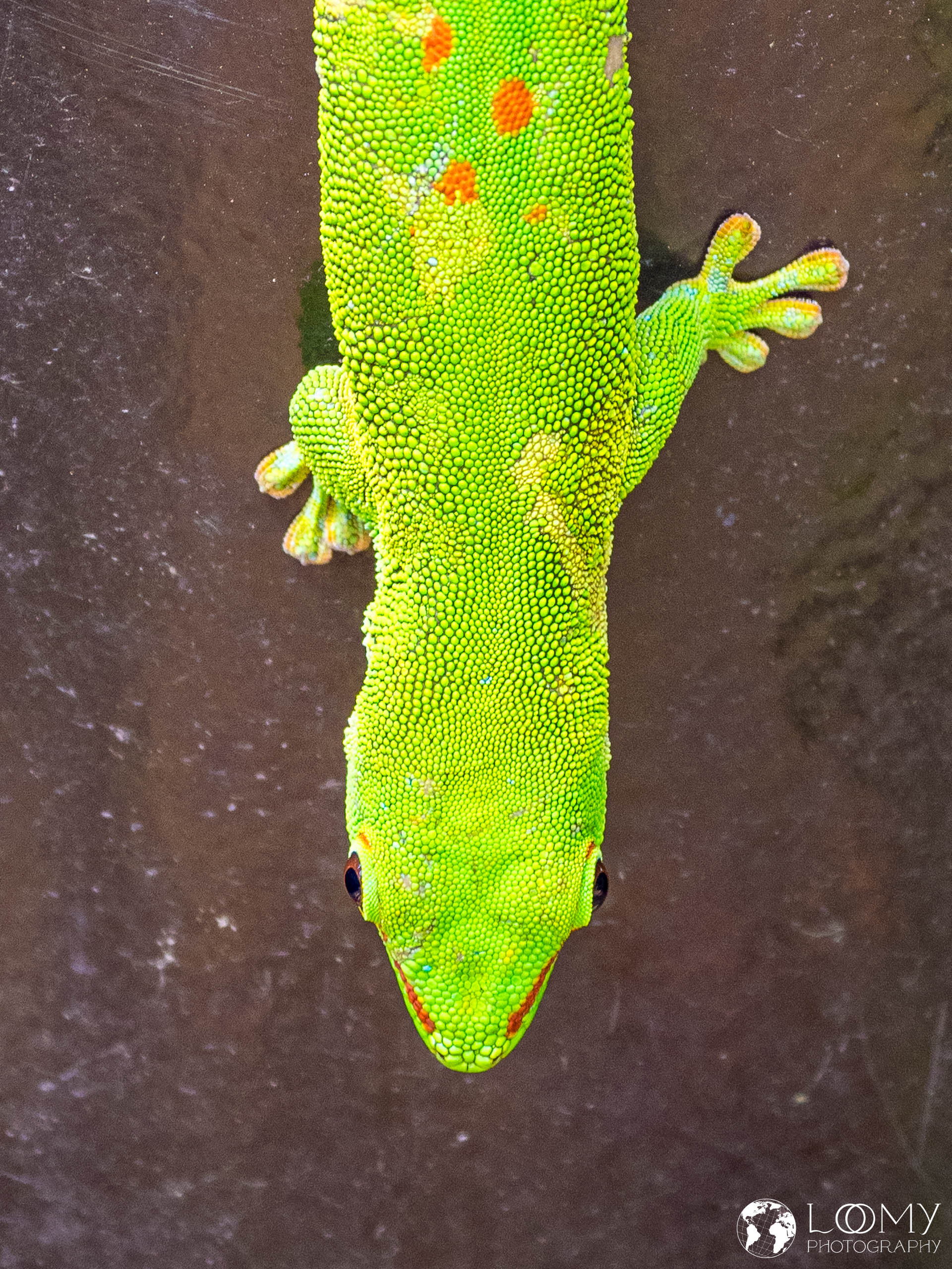 Grosser Madagaskar Taggecko