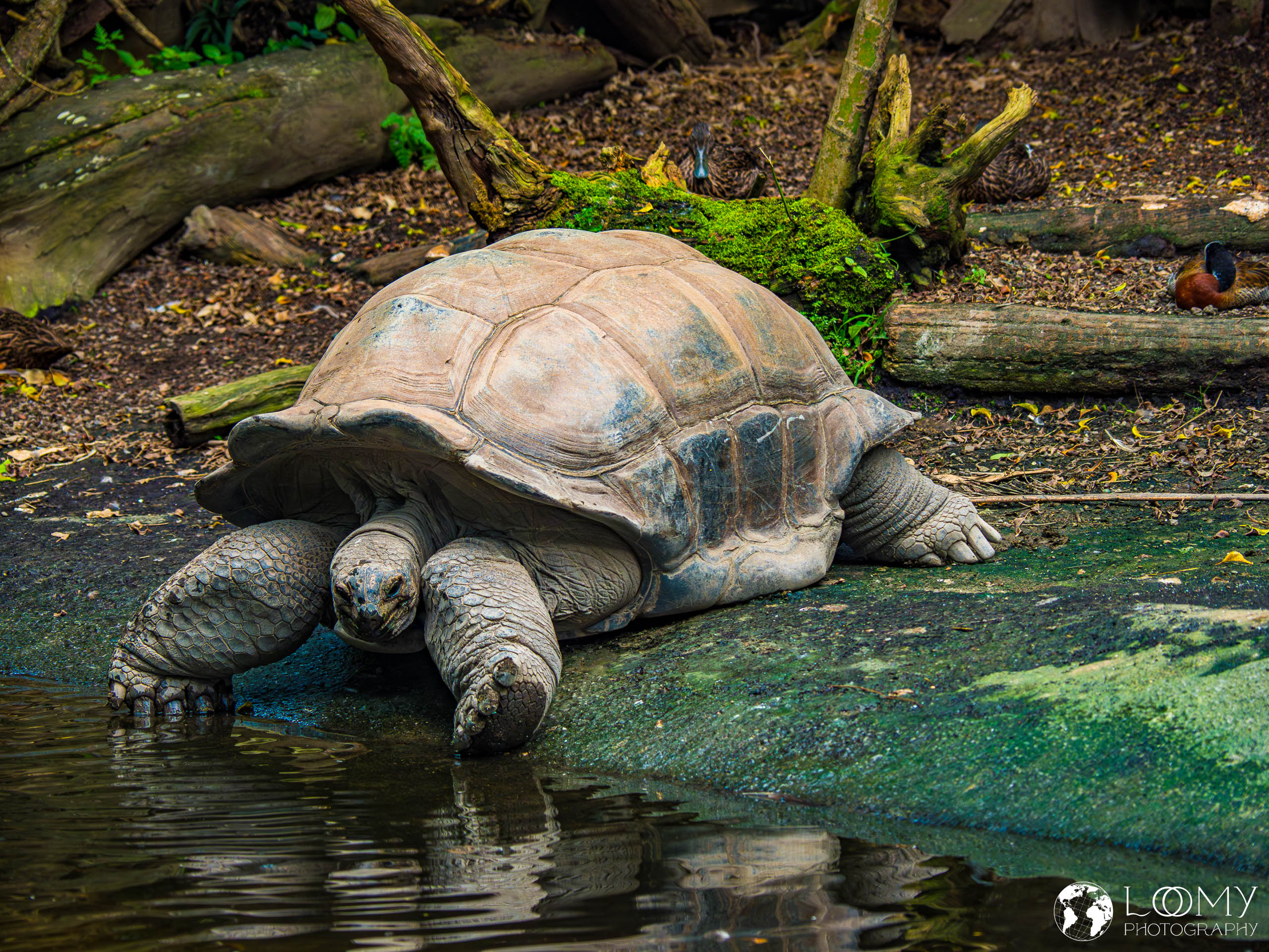 Aldabra-Riesenschildkröte