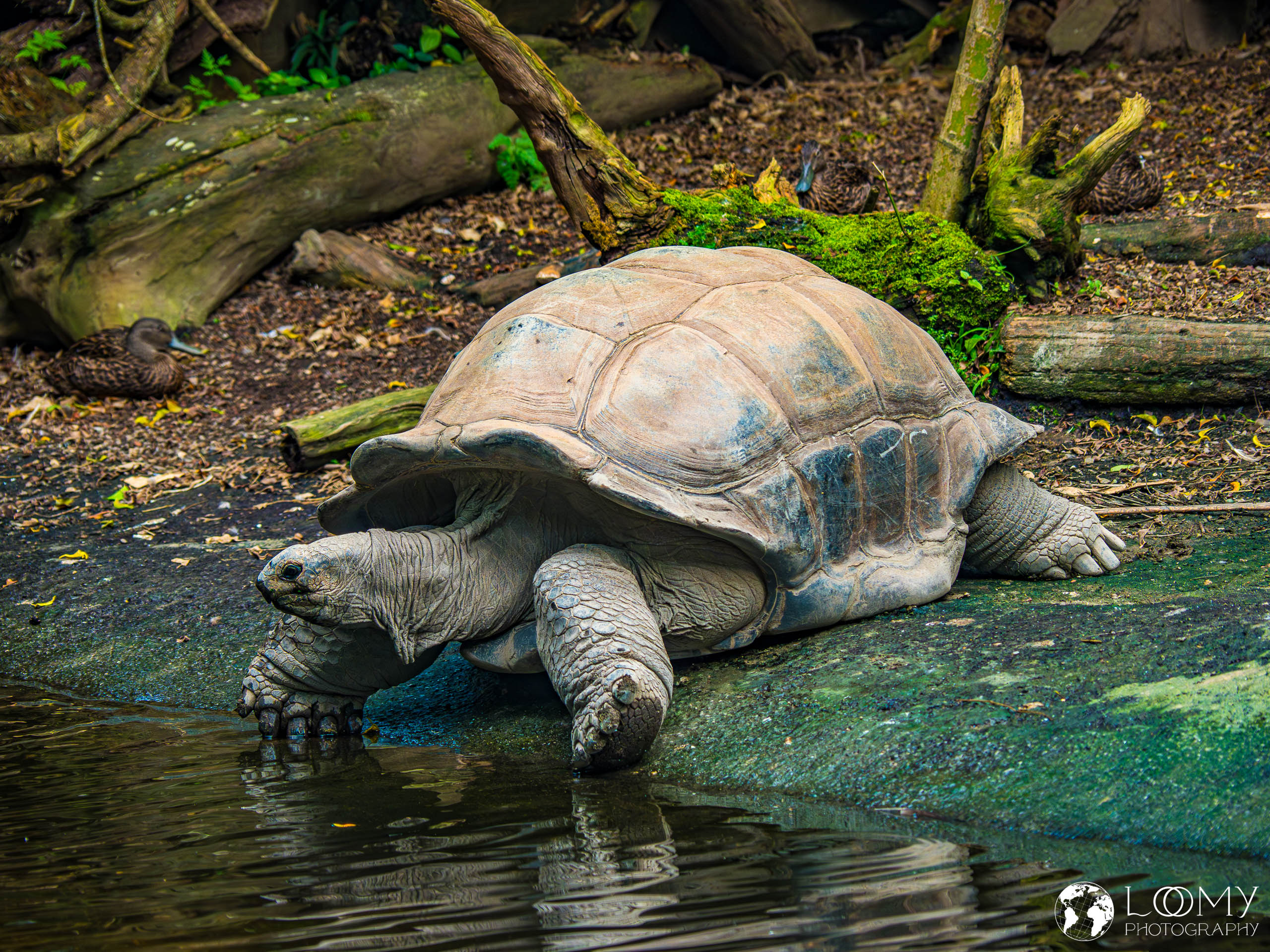 Aldabra-Riesenschildkröte