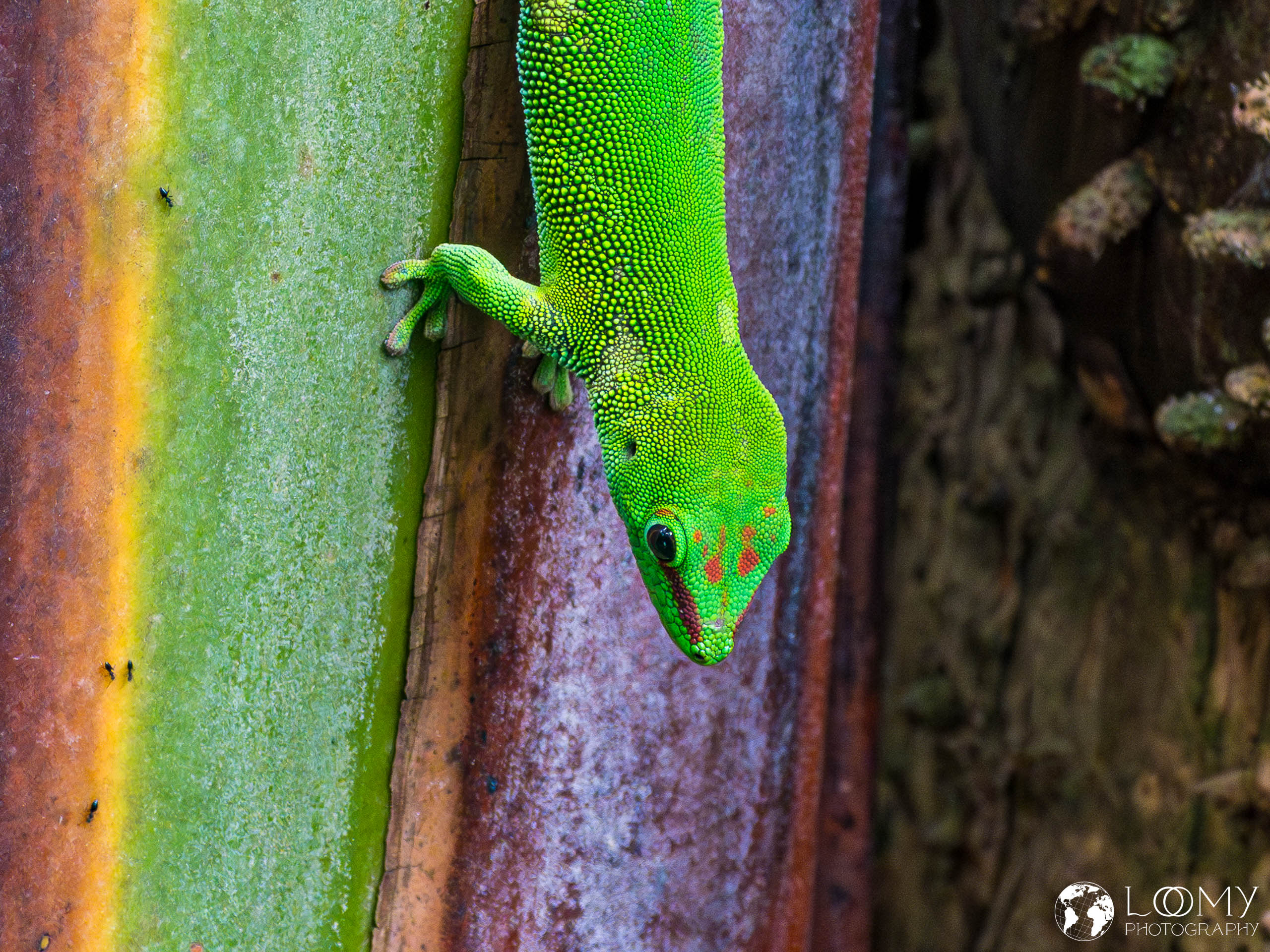 Grosser Madagaskar Taggecko