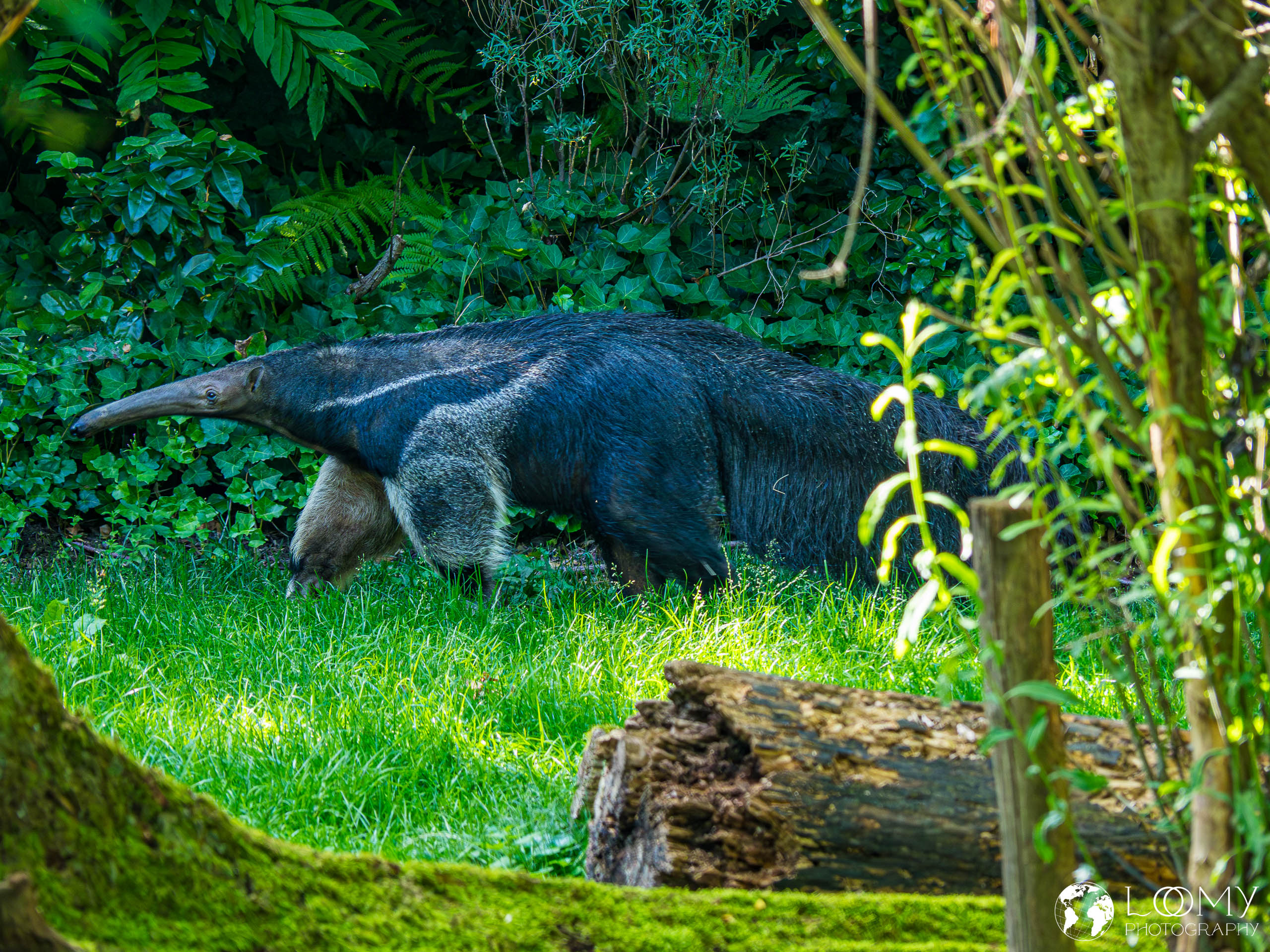 Grosser Ameisenbär