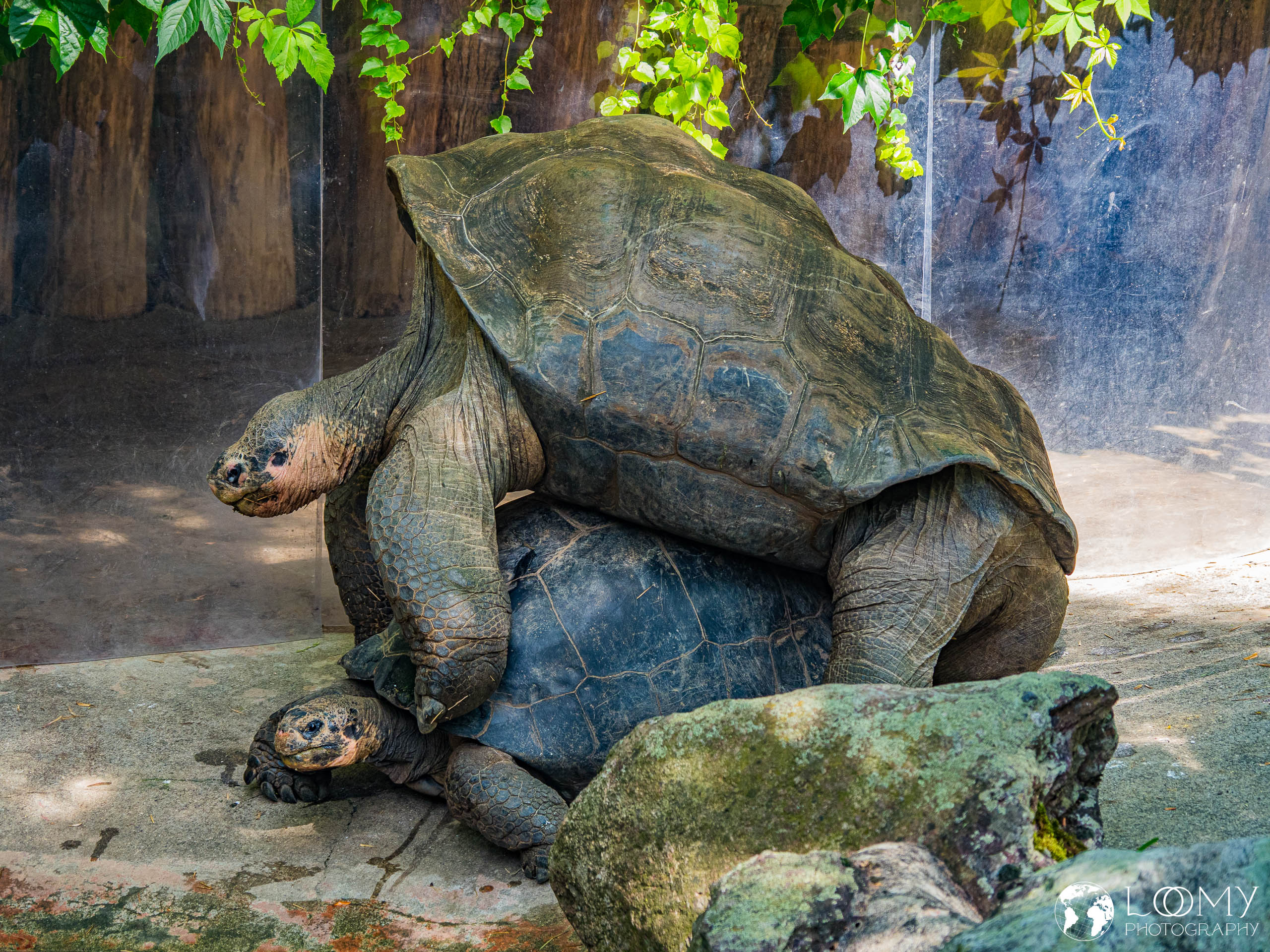 Galapagos-Riesenschildkröte