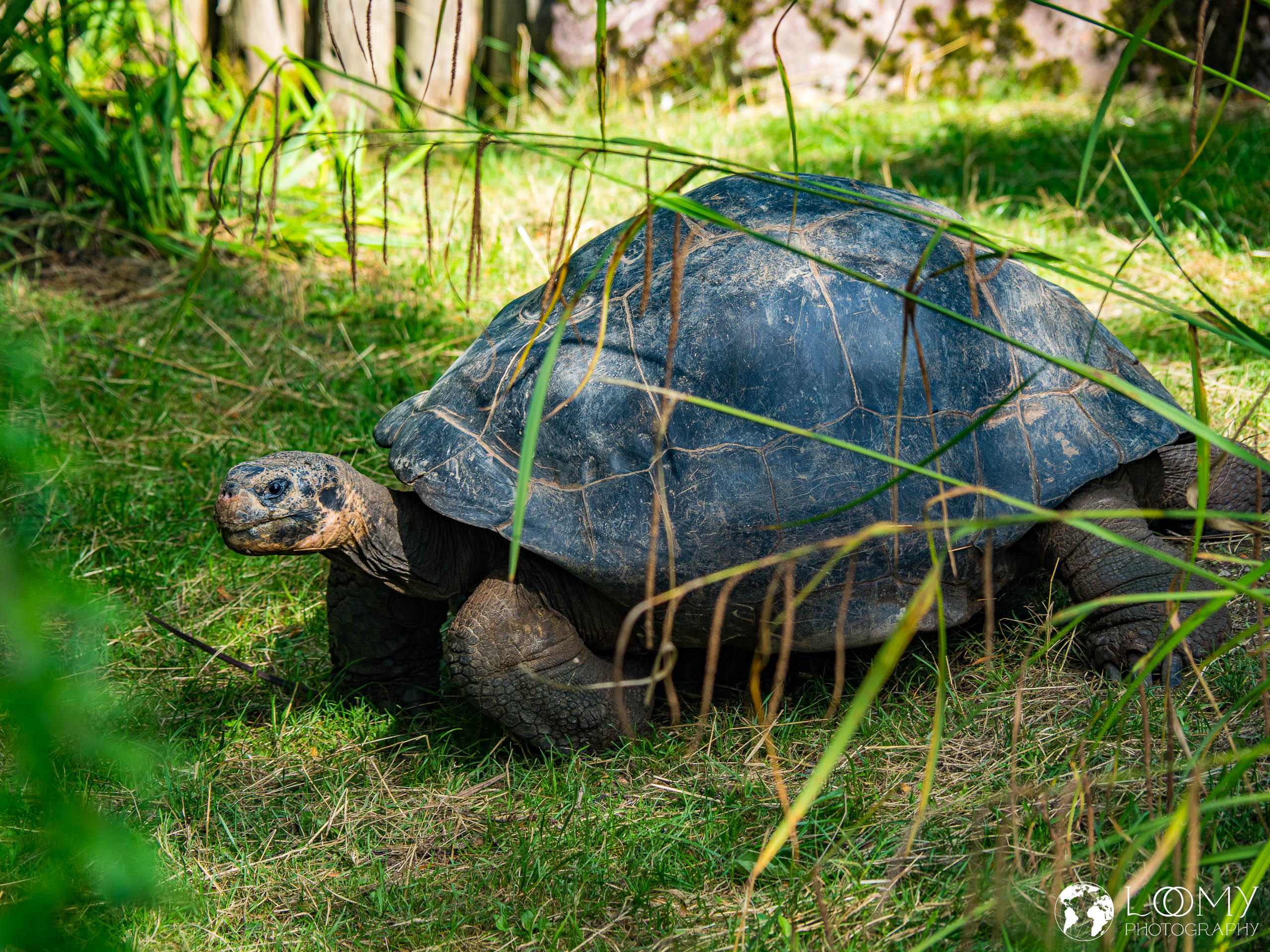 Galapagos-Riesenschildkröte