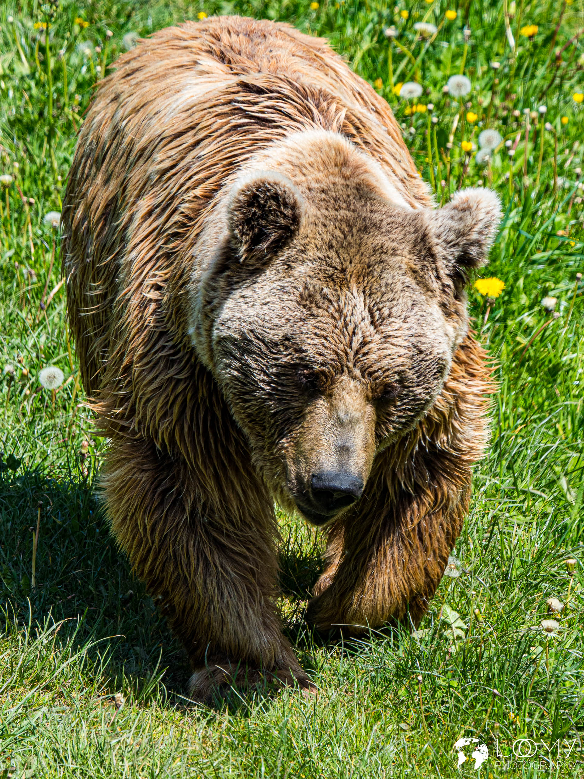 Syrischer Braunbär