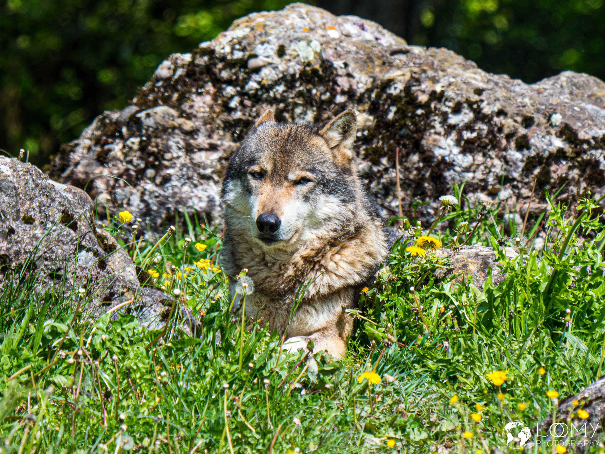 Europäischer Wolf