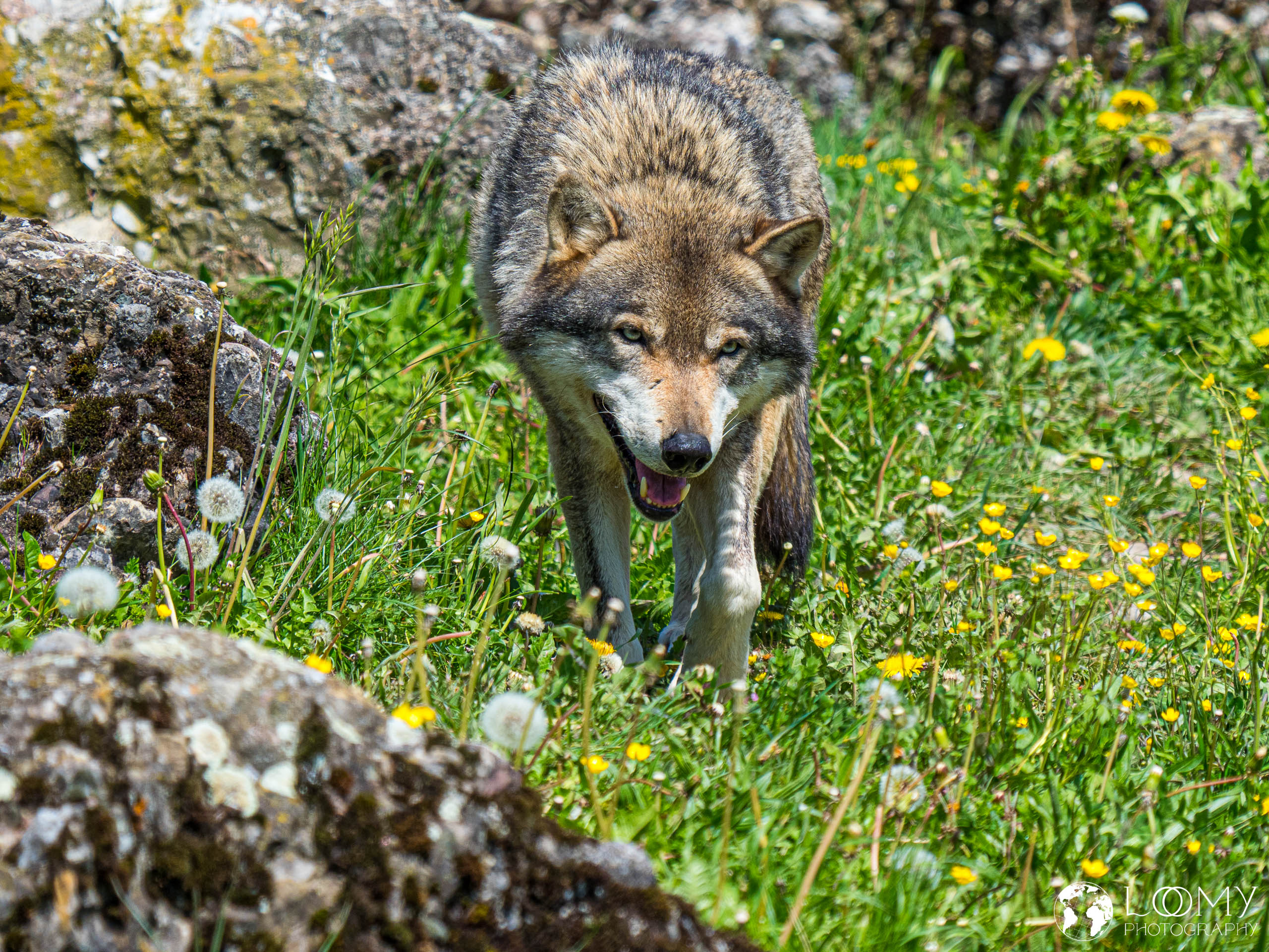 Europäischer Wolf