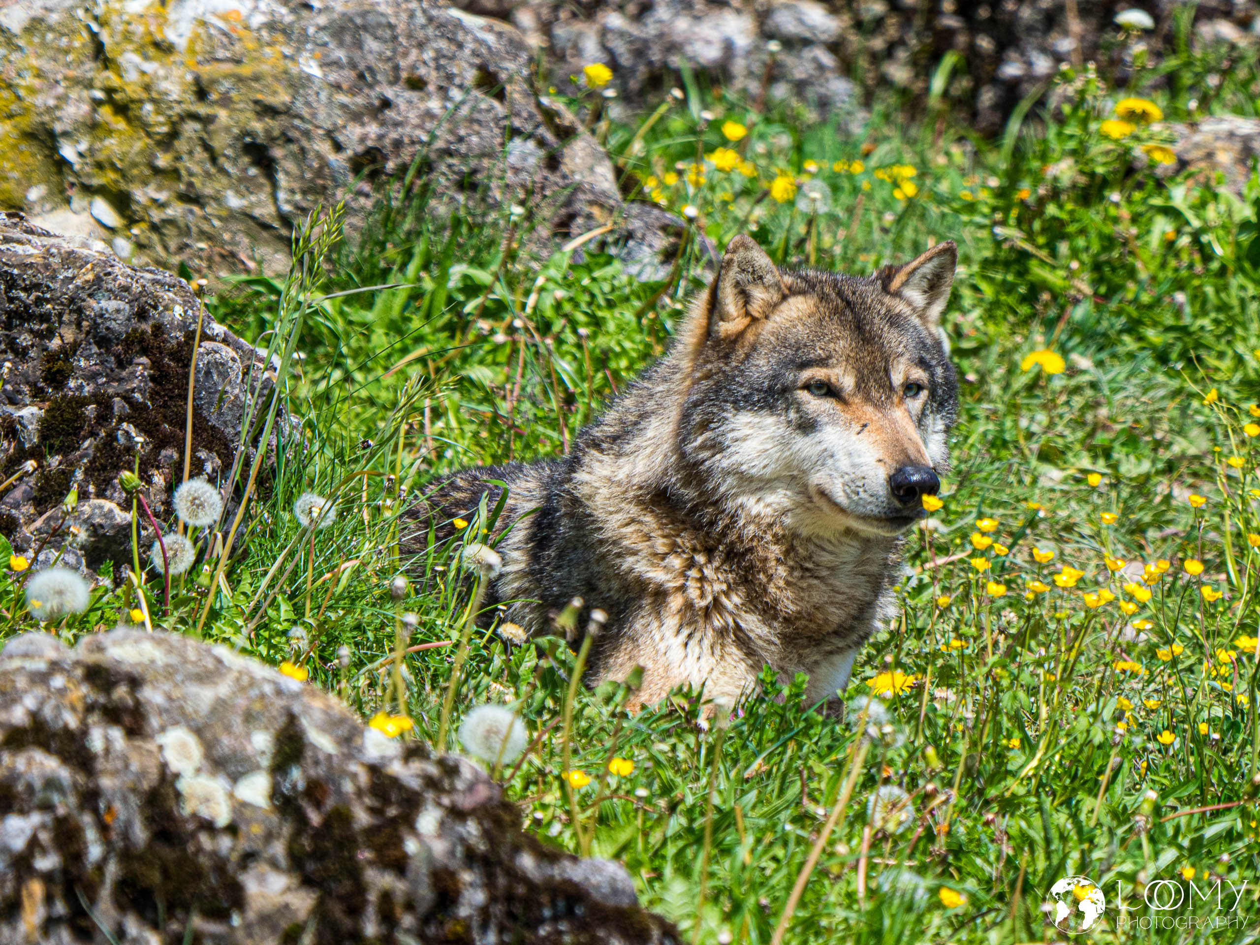 Europäischer Wolf