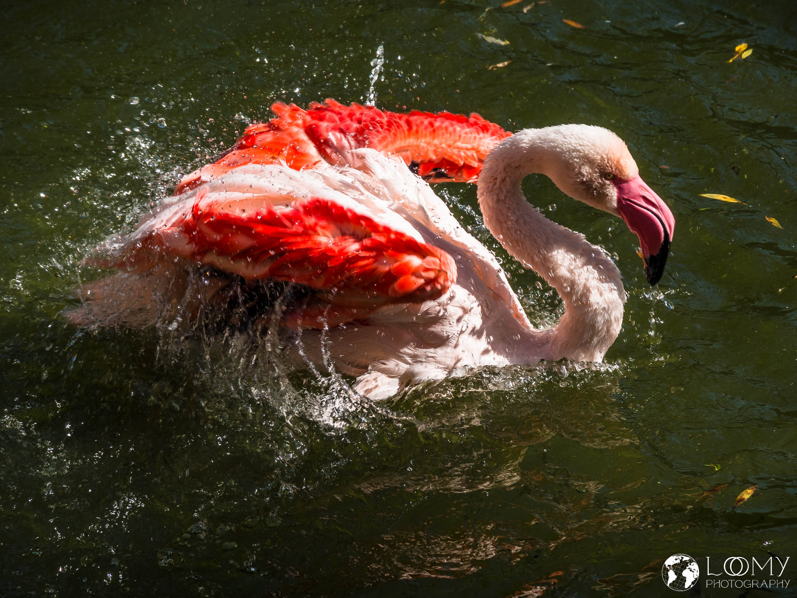 Flamingo