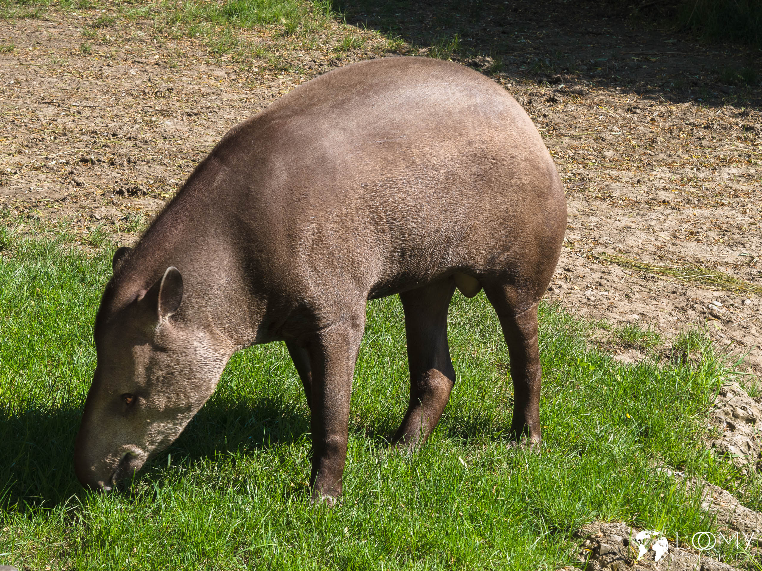 Tapir