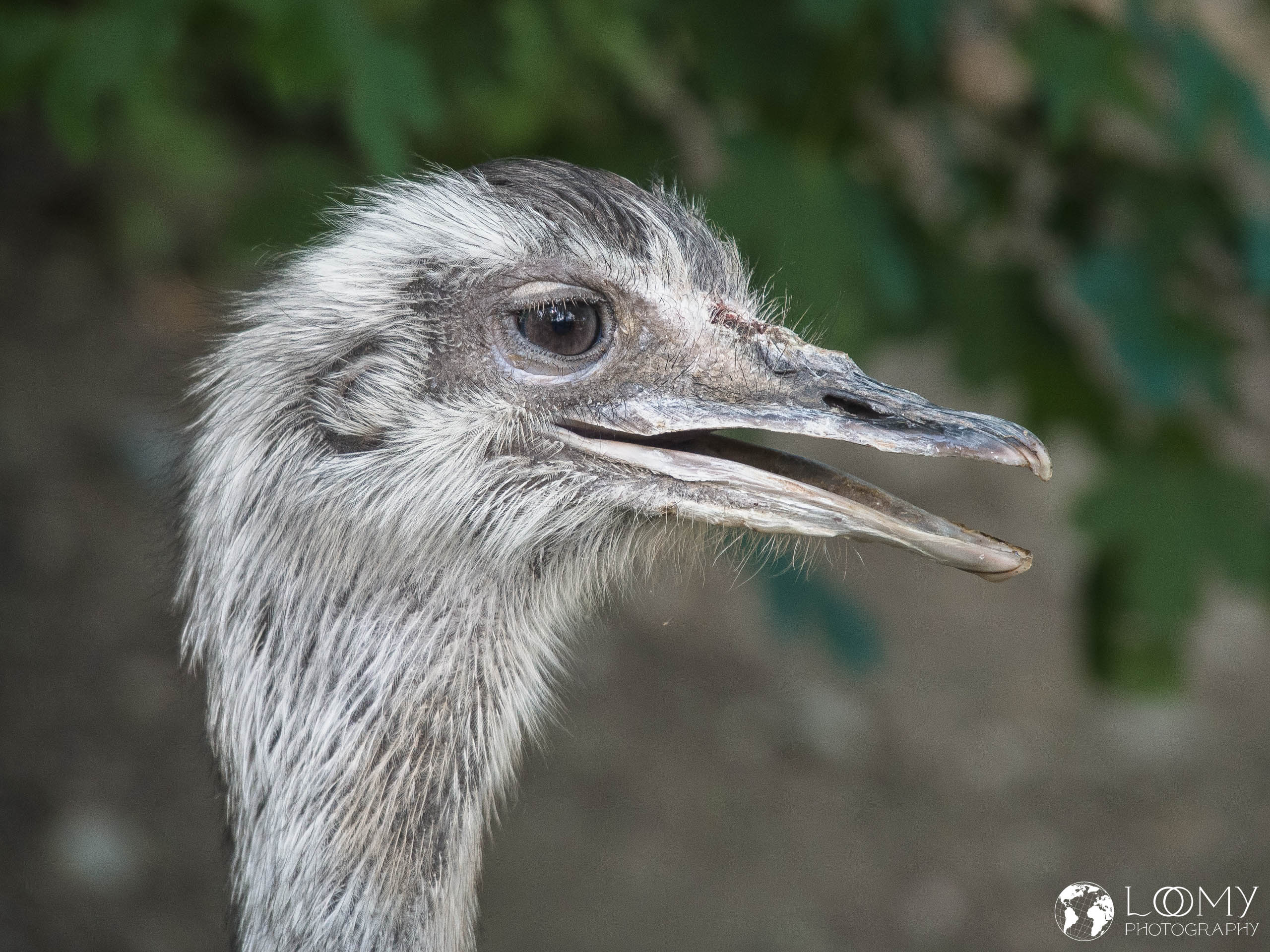 Nandu