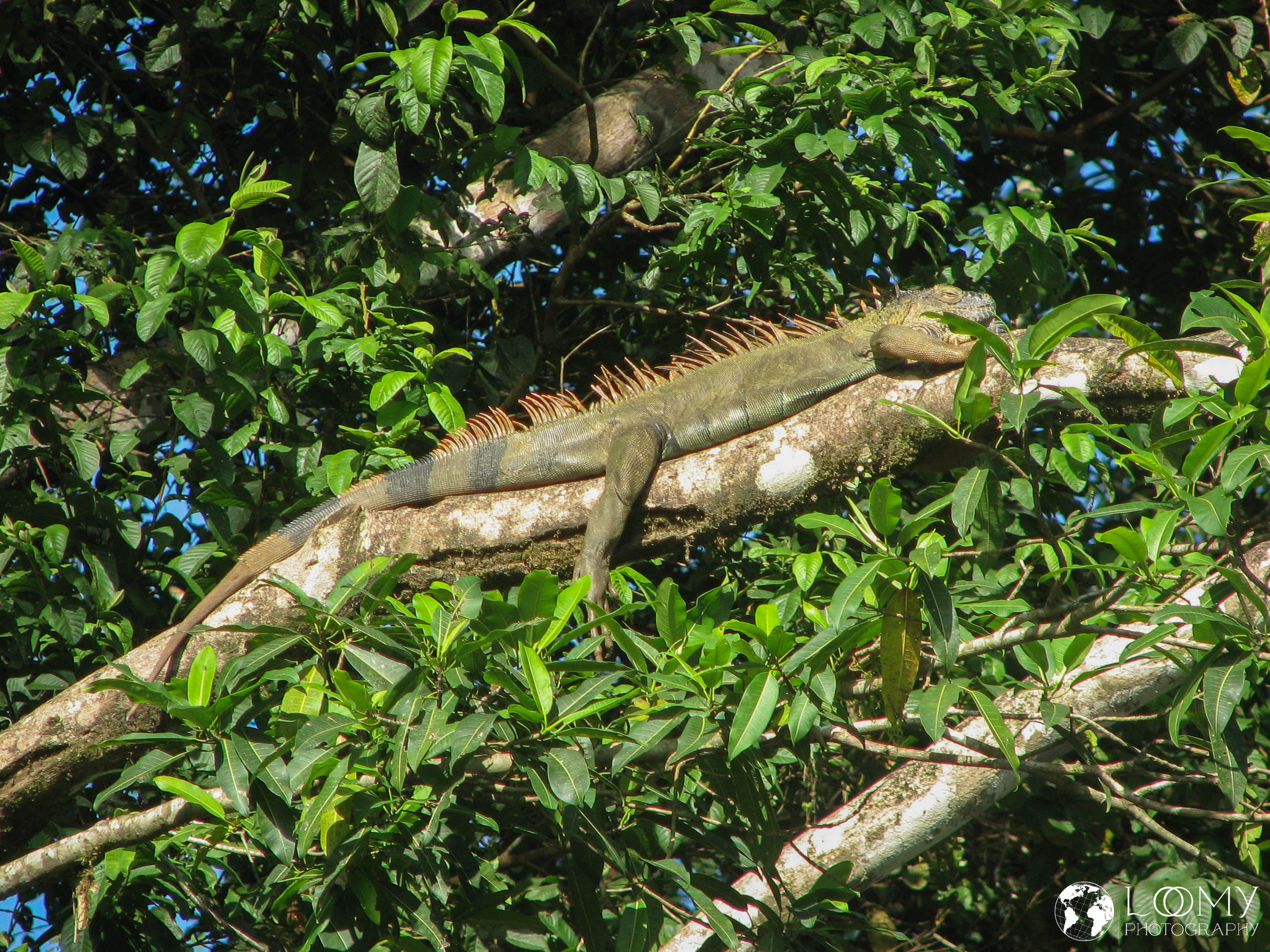Leguan