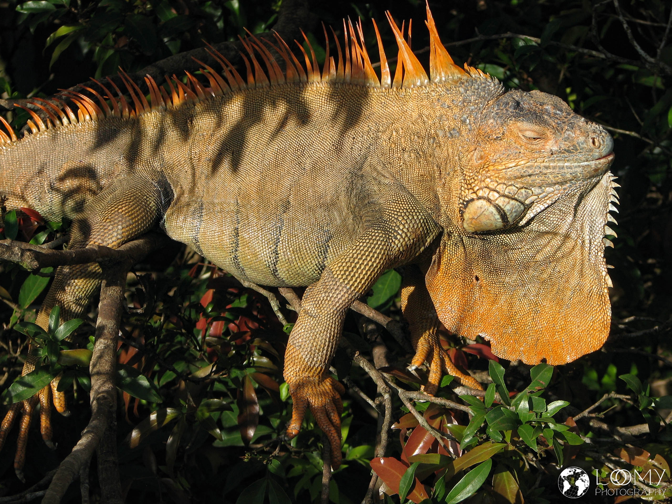 Leguan