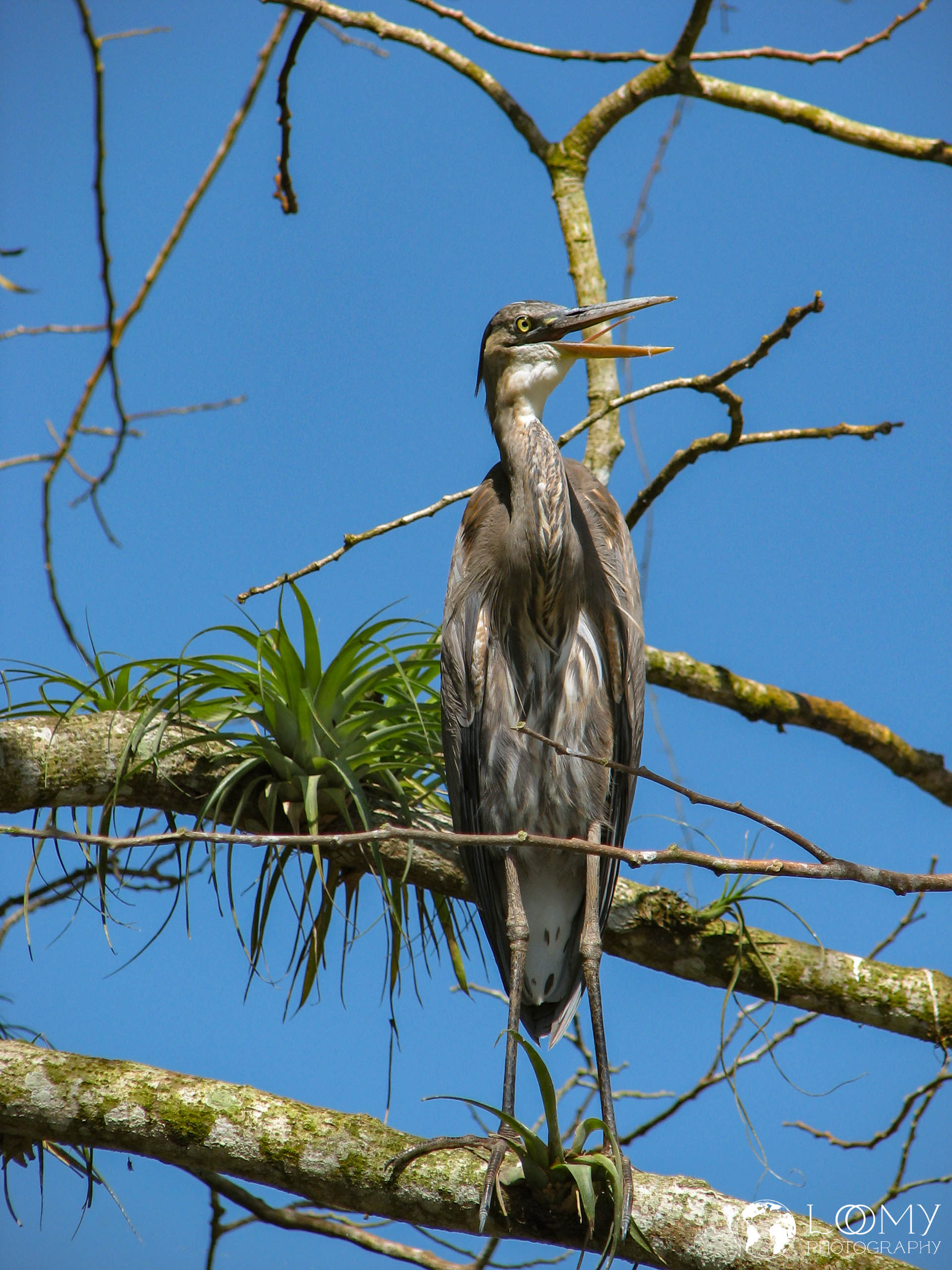 Great Blue Heron