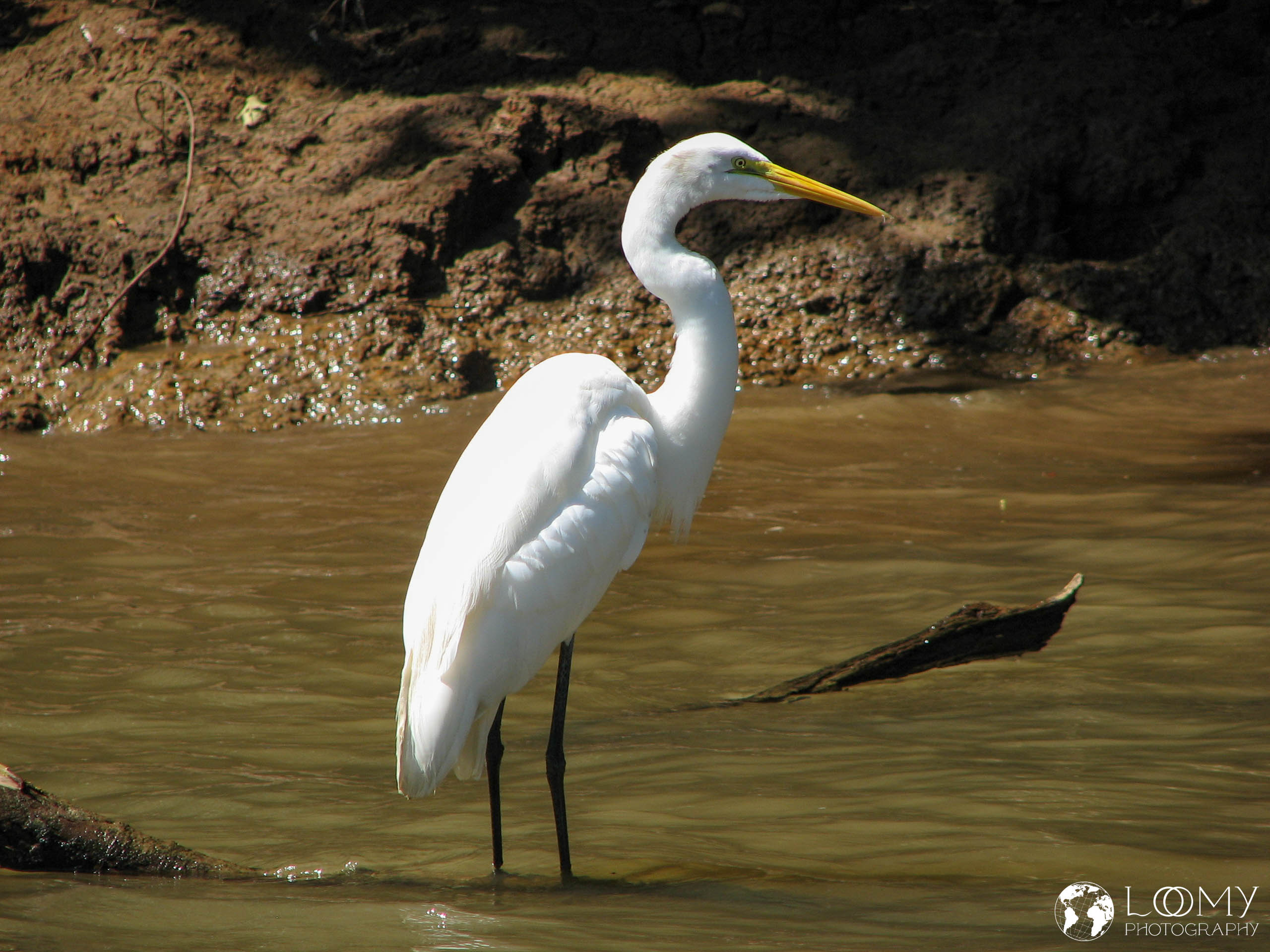 Great Egret (Weisser Reiher)