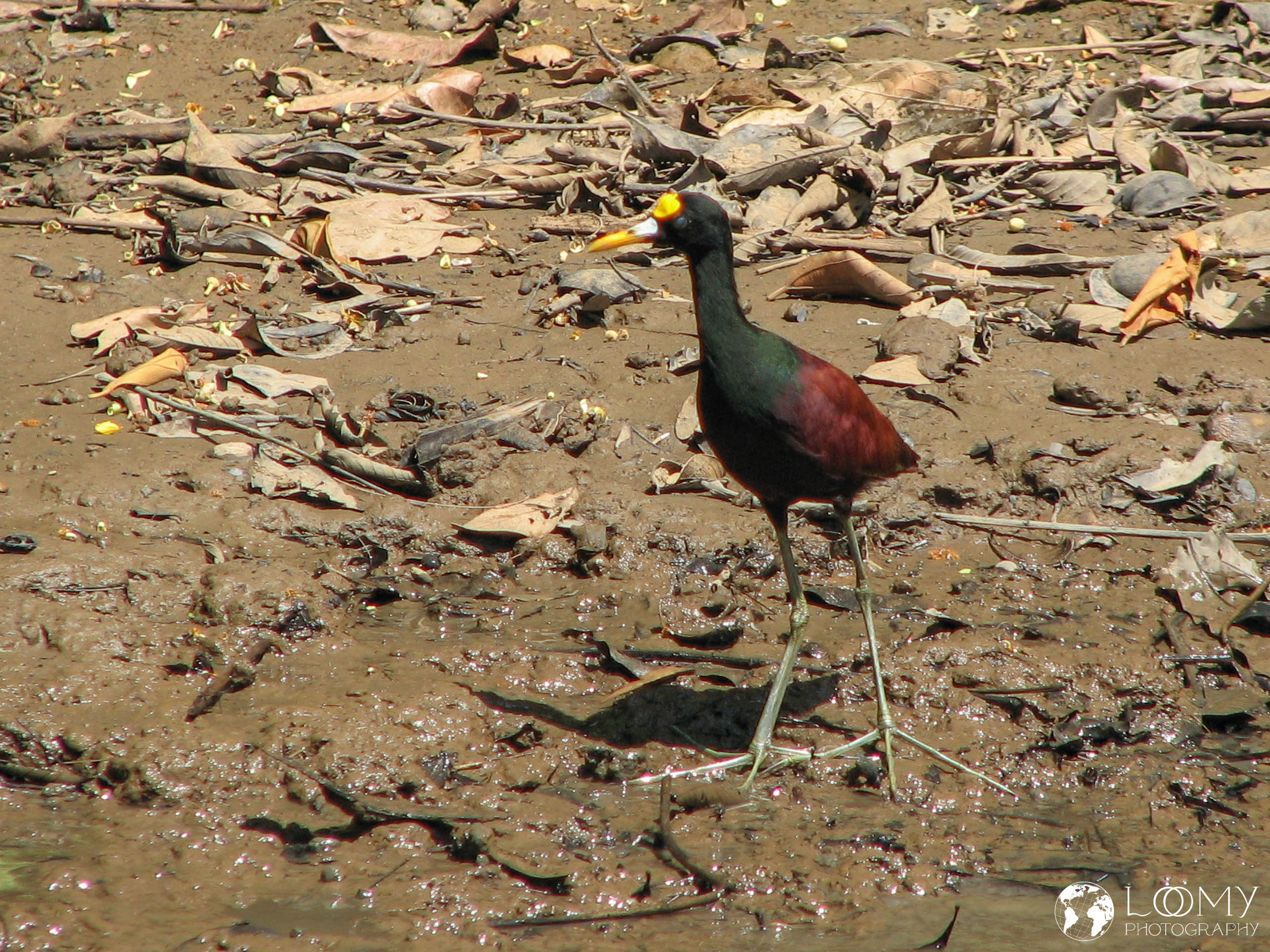 Jacana