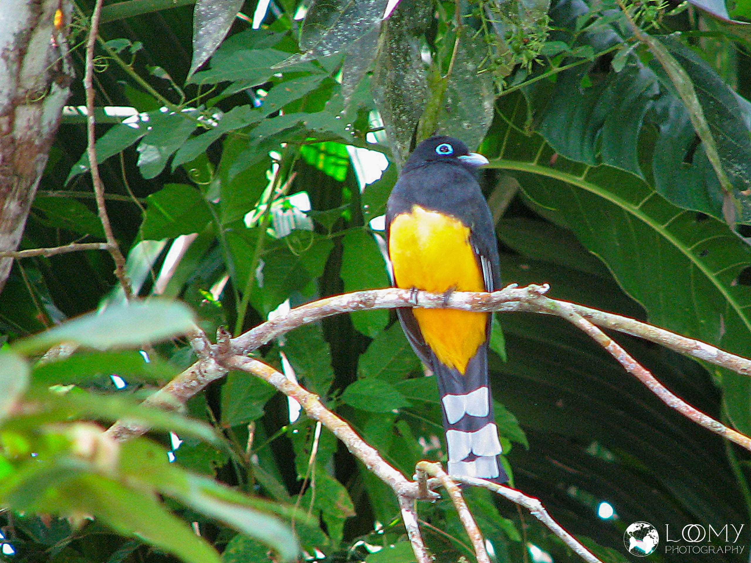 Black-headed Trogon