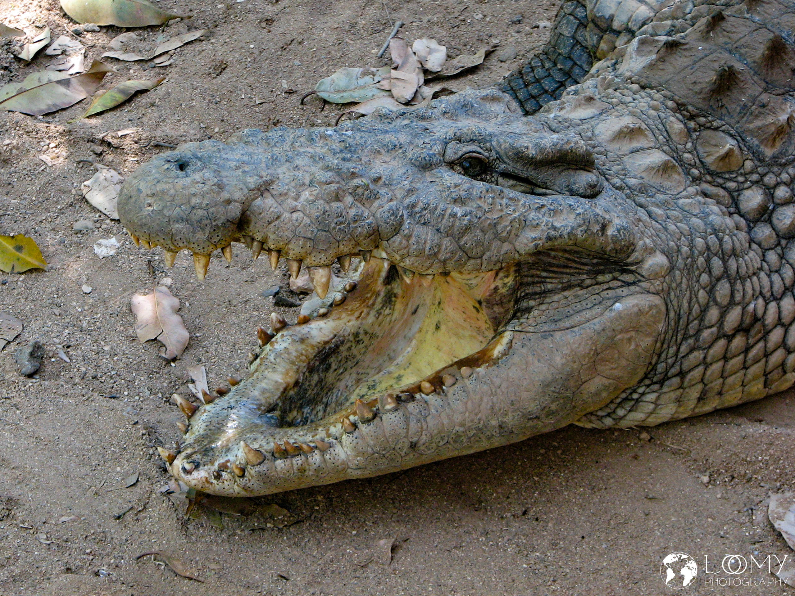 Krokodil