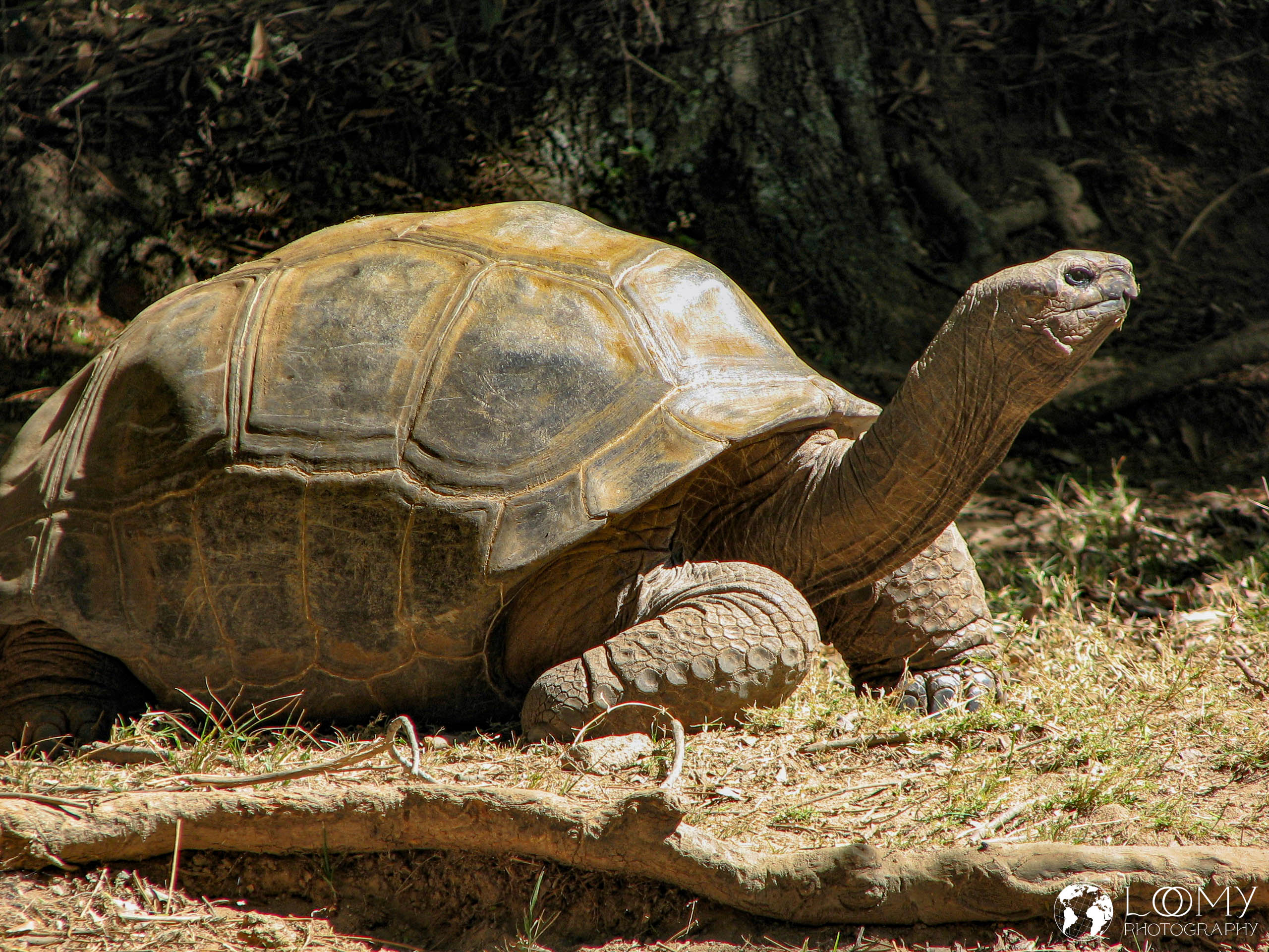 Schildkröte