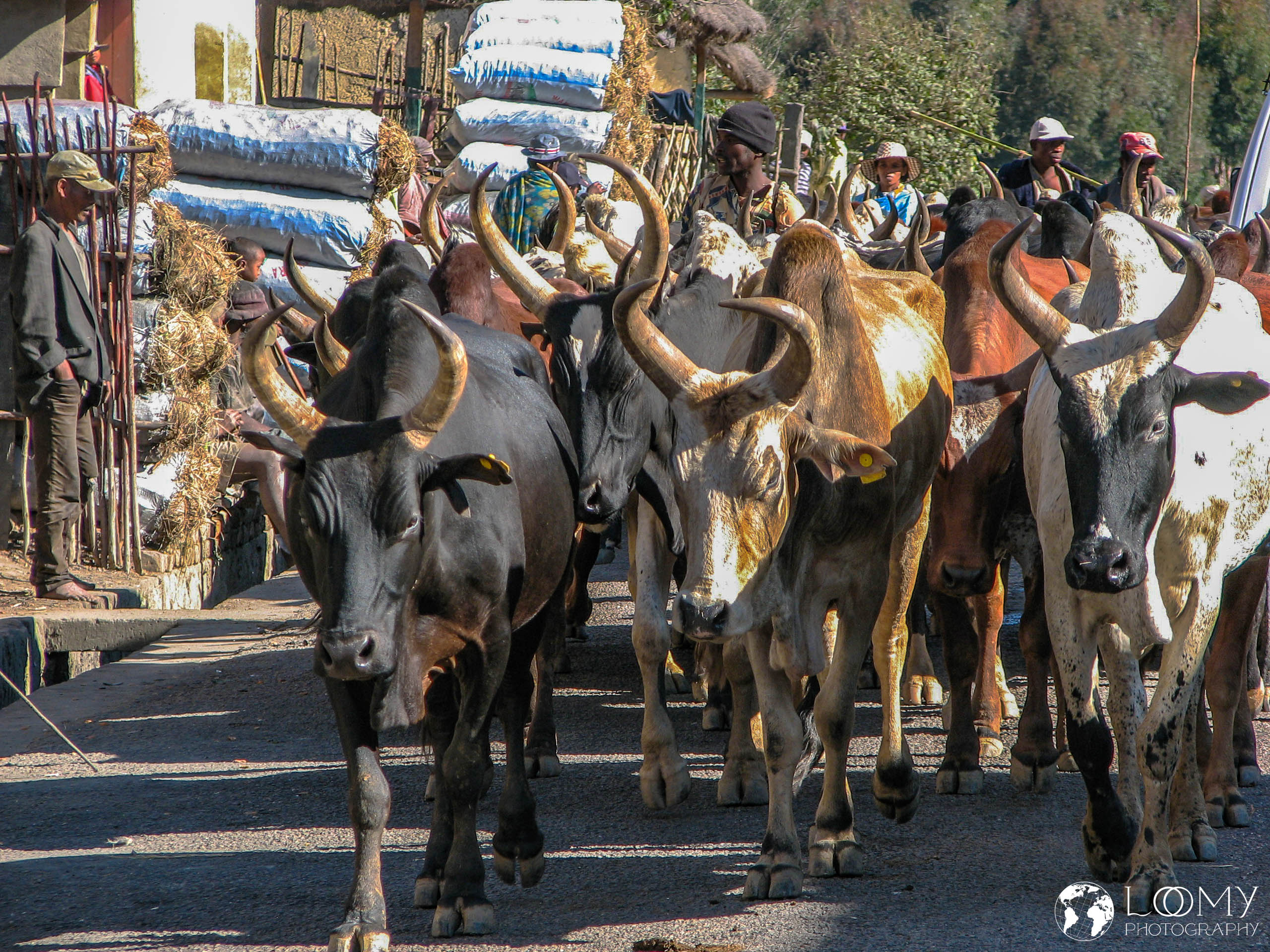 Zebu-Herde