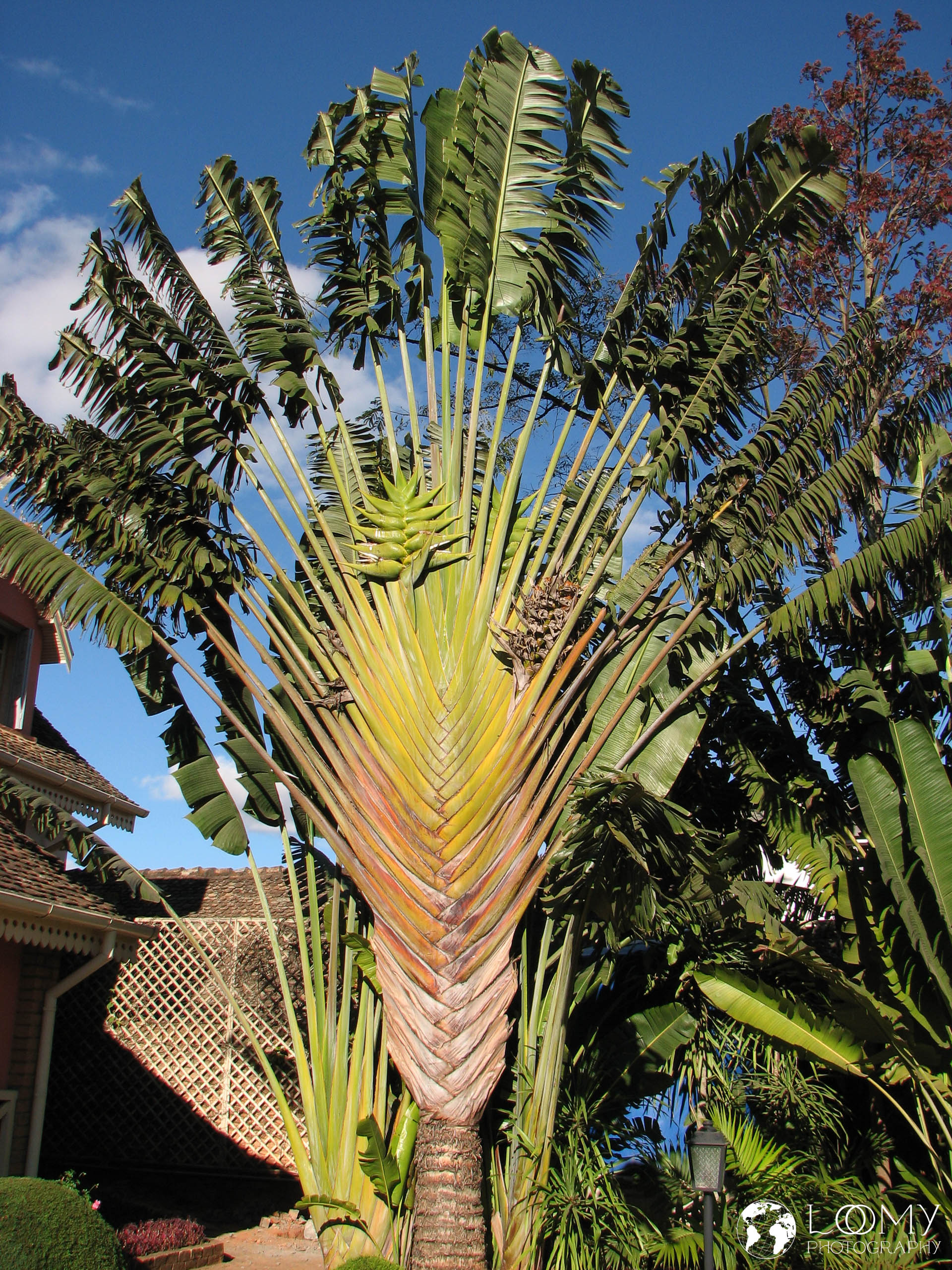 Baum des Reisenden