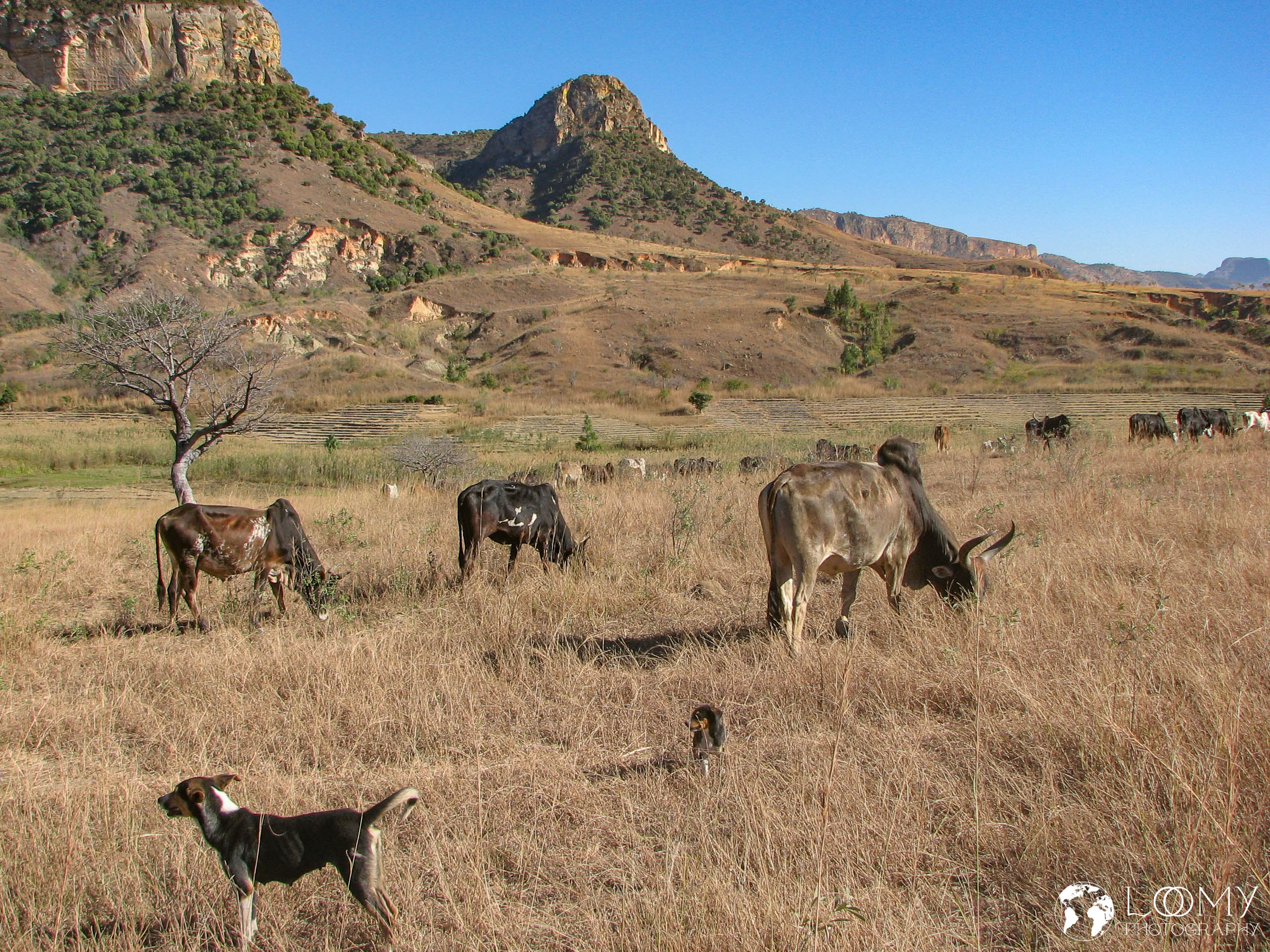 Zebu Herde